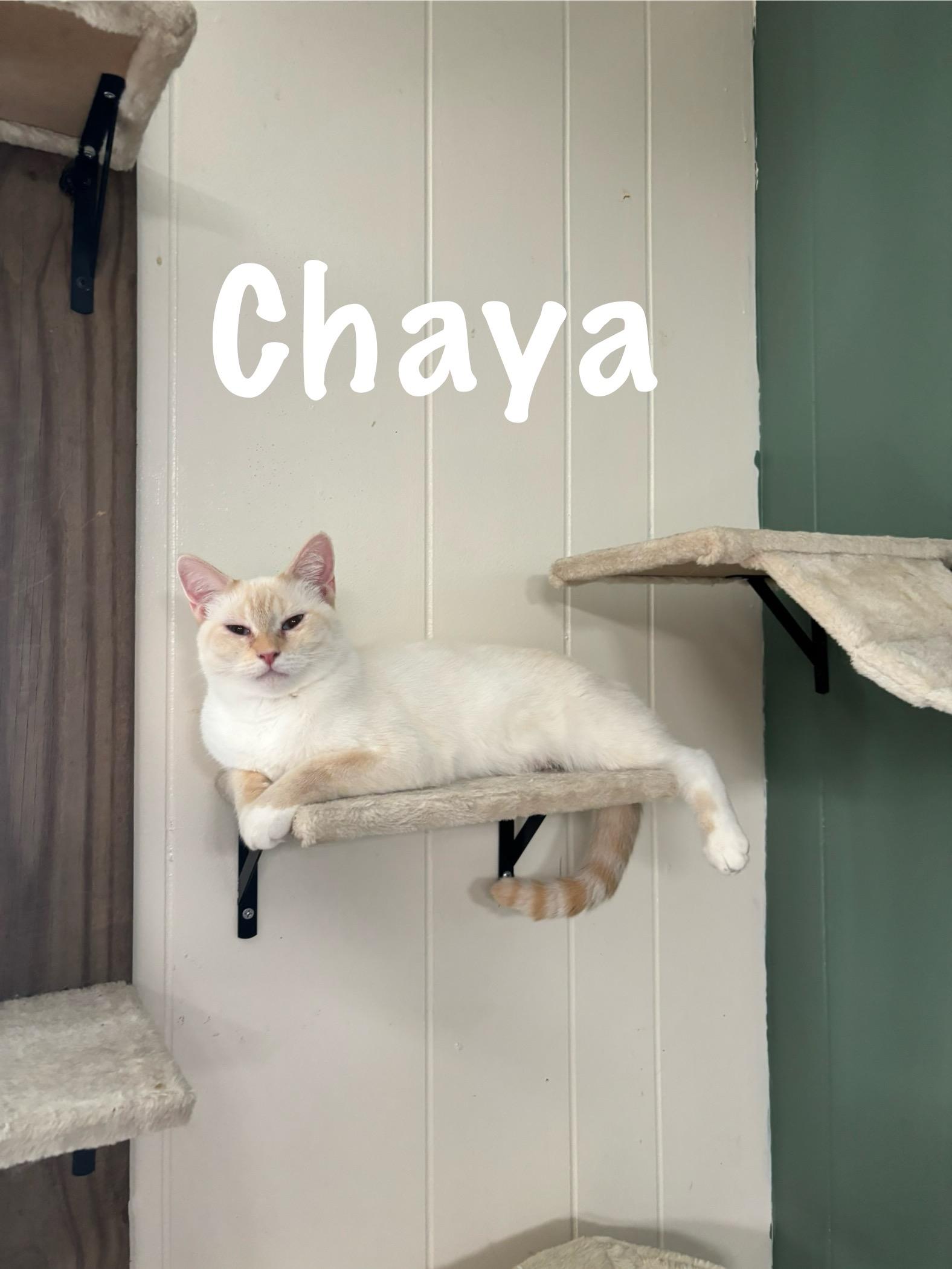 Chaya, Adoptable, Adult Female American Shorthair.