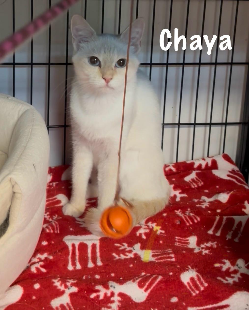 Chaya, Adoptable, Adult Female American Shorthair.