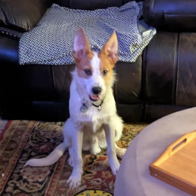 Otis, Adoptable, Young Male Mixed Breed.