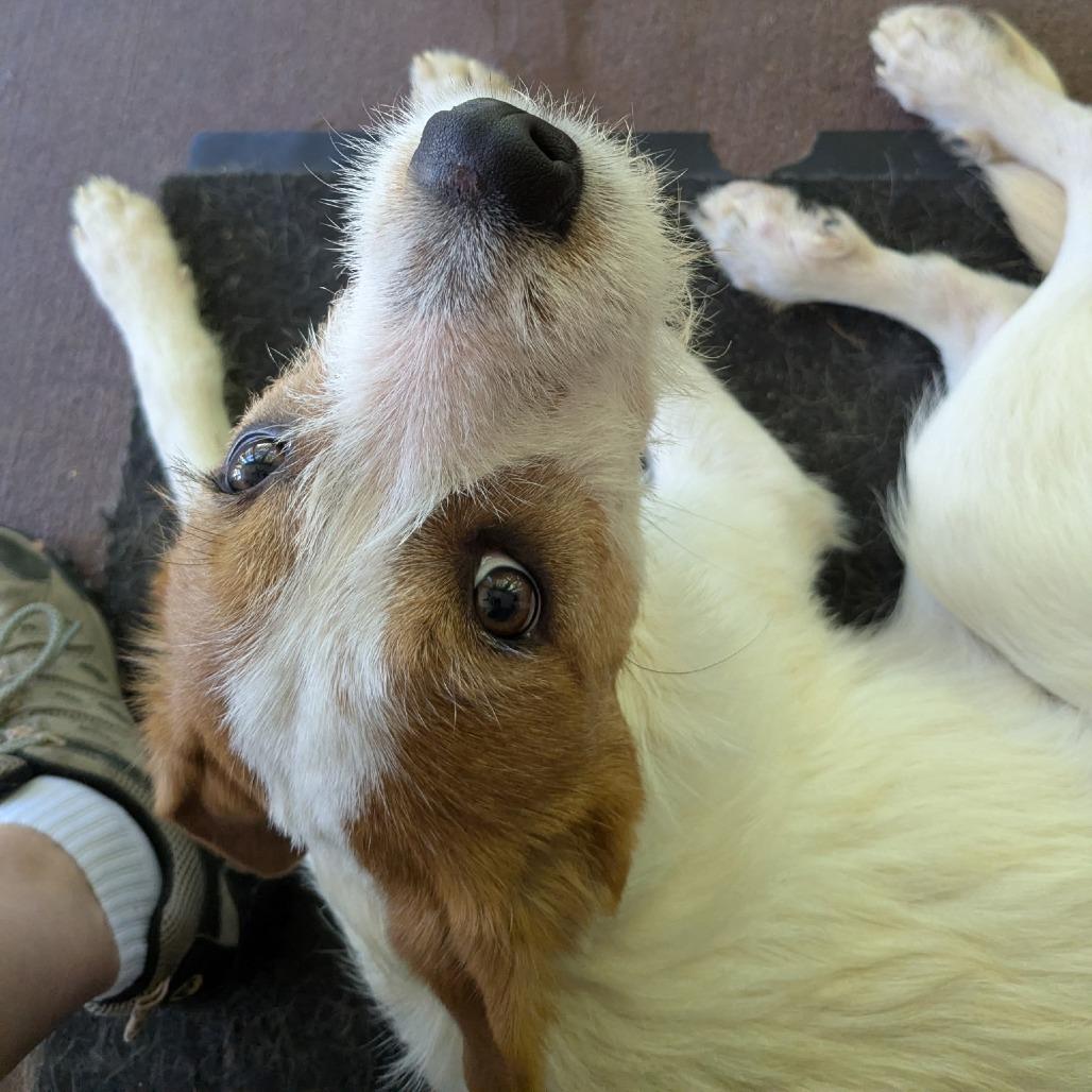 Enlarge Otis, a Adoptable Mixed Breed in Rossville, GA image 2/6