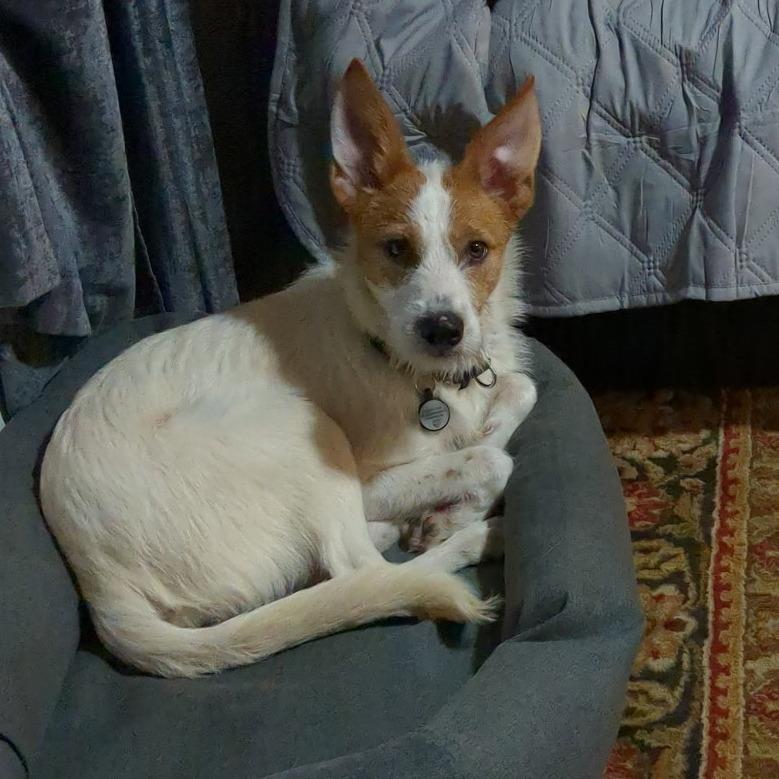 Enlarge Otis, a Adoptable Mixed Breed in Rossville, GA image 3/6