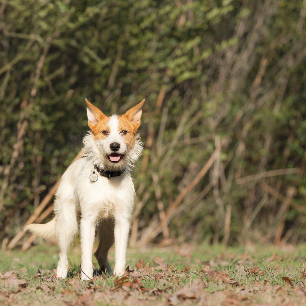 Enlarge Otis, a Adoptable Mixed Breed in Rossville, GA image 4/6