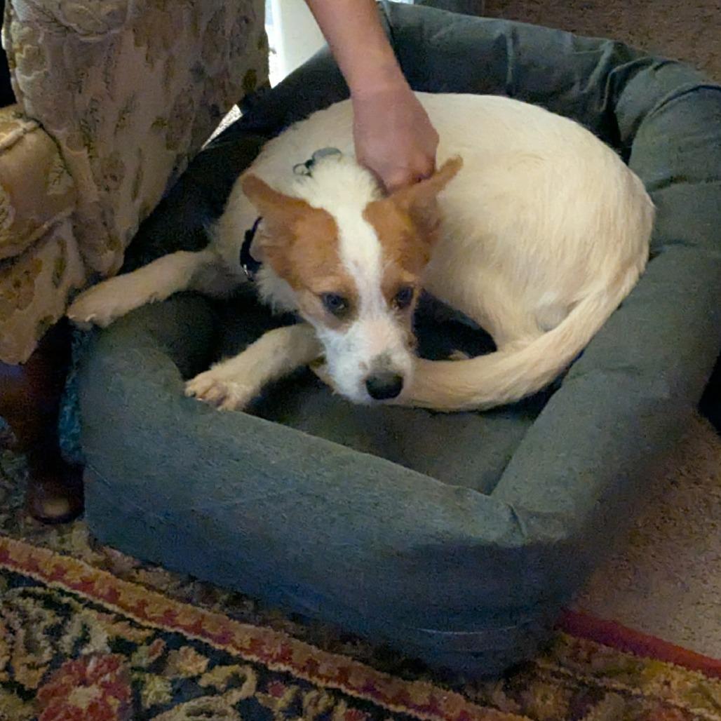 Enlarge Otis, a Adoptable Mixed Breed in Rossville, GA image 5/6