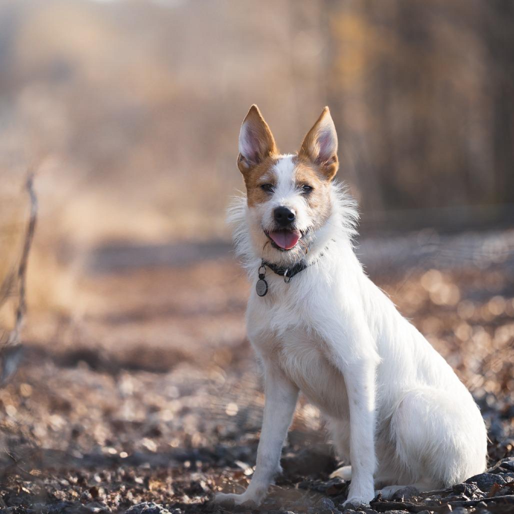 Enlarge Otis, a Adoptable Mixed Breed in Rossville, GA image 6/6