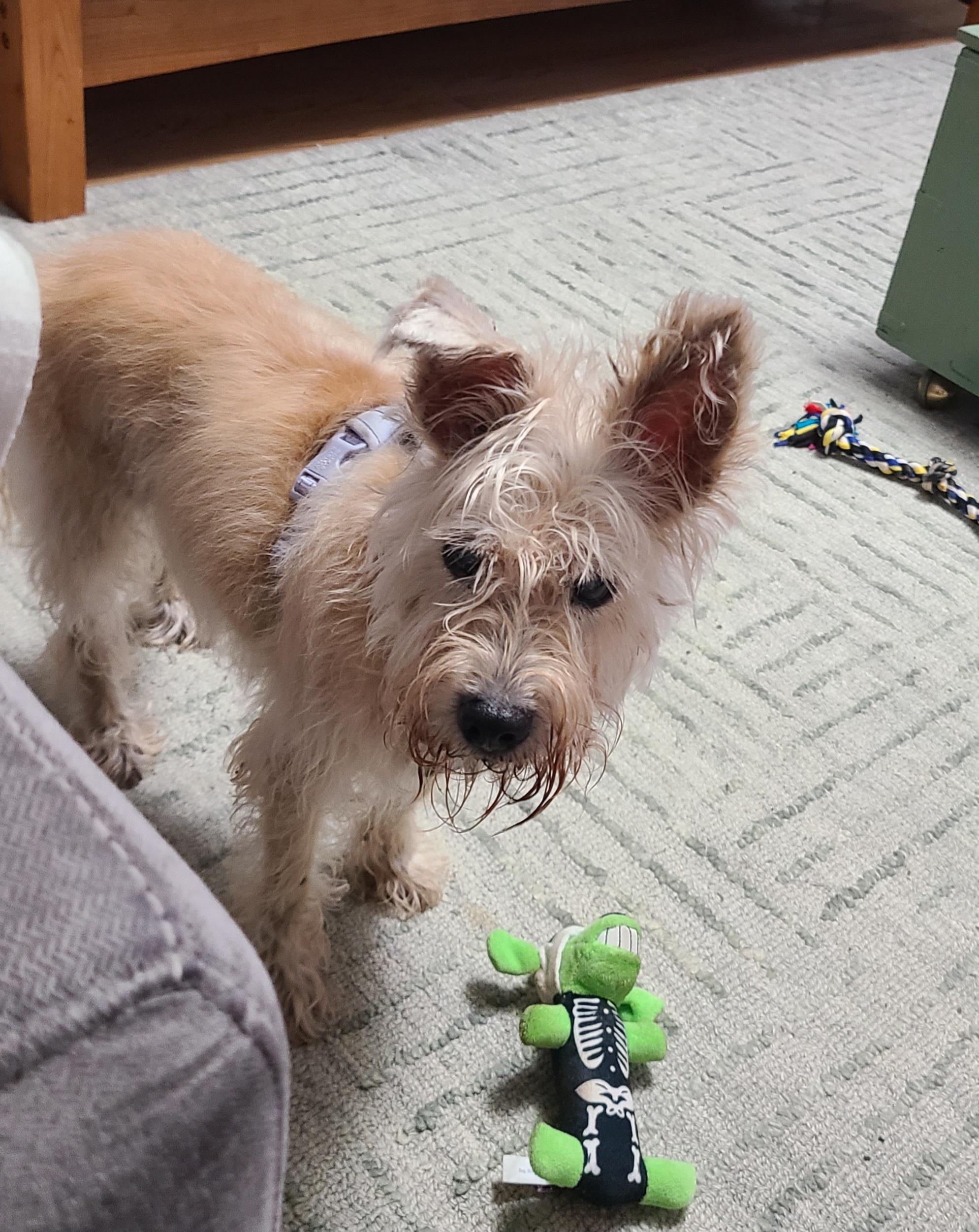 Enlarge Rita, a Adoptable mixed breed in Rockville, MD image 4/5