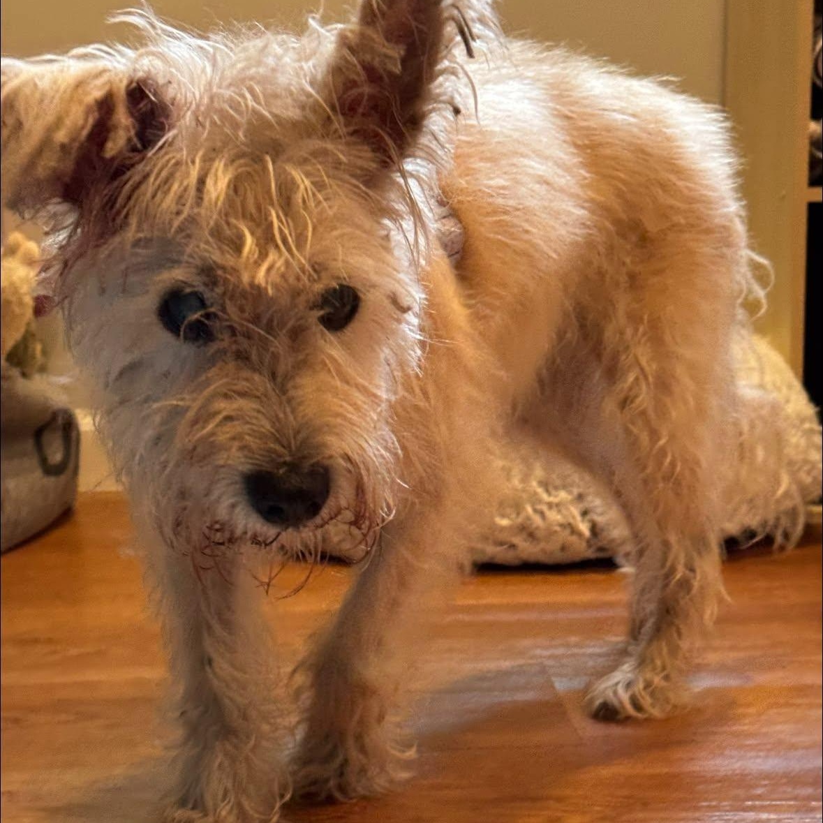 Enlarge Rita, a Adoptable mixed breed in Rockville, MD image 2/5