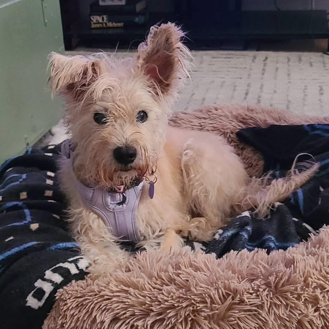 Rita, Adoptable, Senior Female Schnauzer & Yorkshire Terrier.