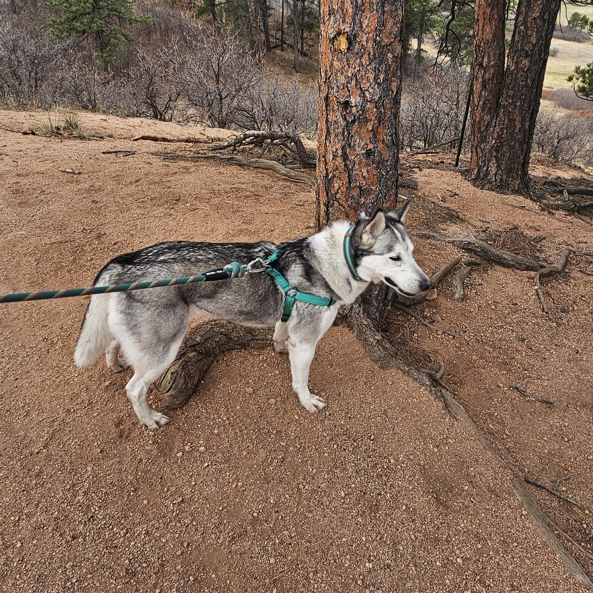 Enlarge Sasha, a ADOPTABLE Husky in Colorado Springs, CO image 6/6