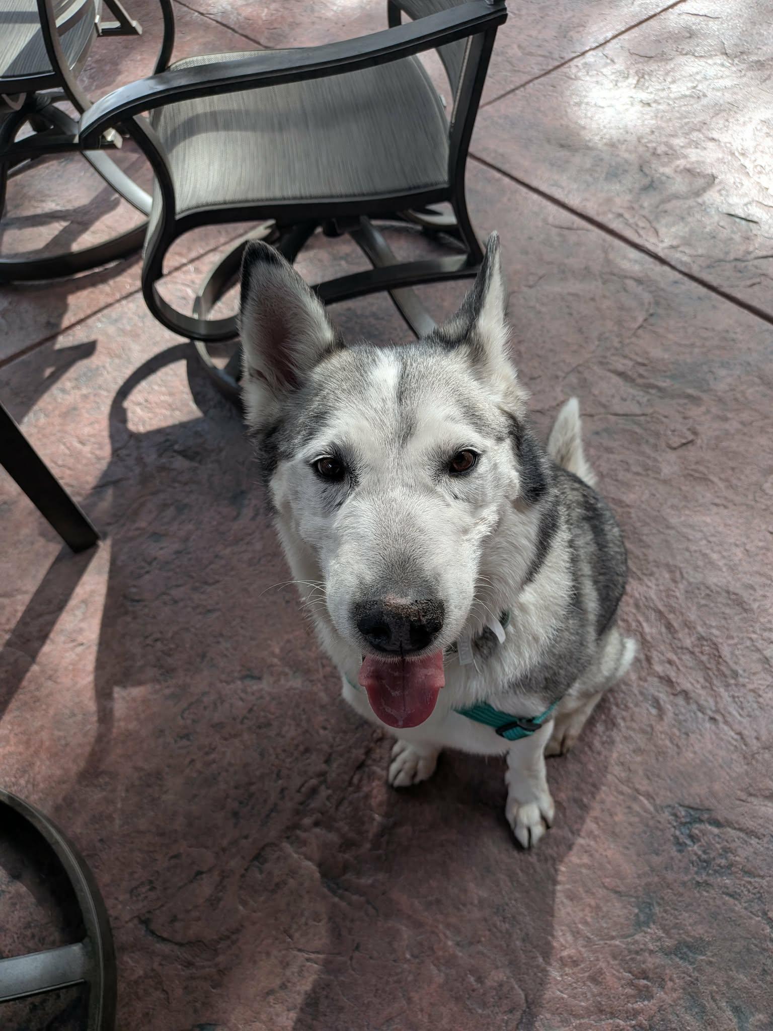 Enlarge Sasha, a ADOPTABLE Husky in Colorado Springs, CO image 3/6