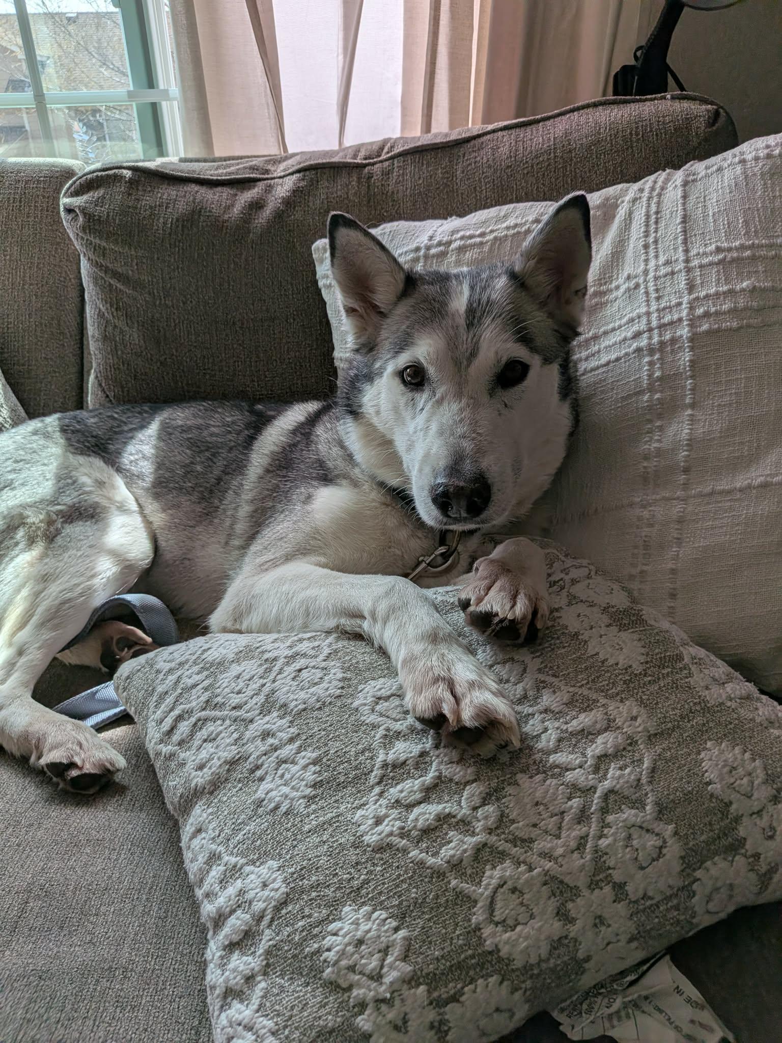 Sasha, ADOPTABLE, Adult Female Husky.