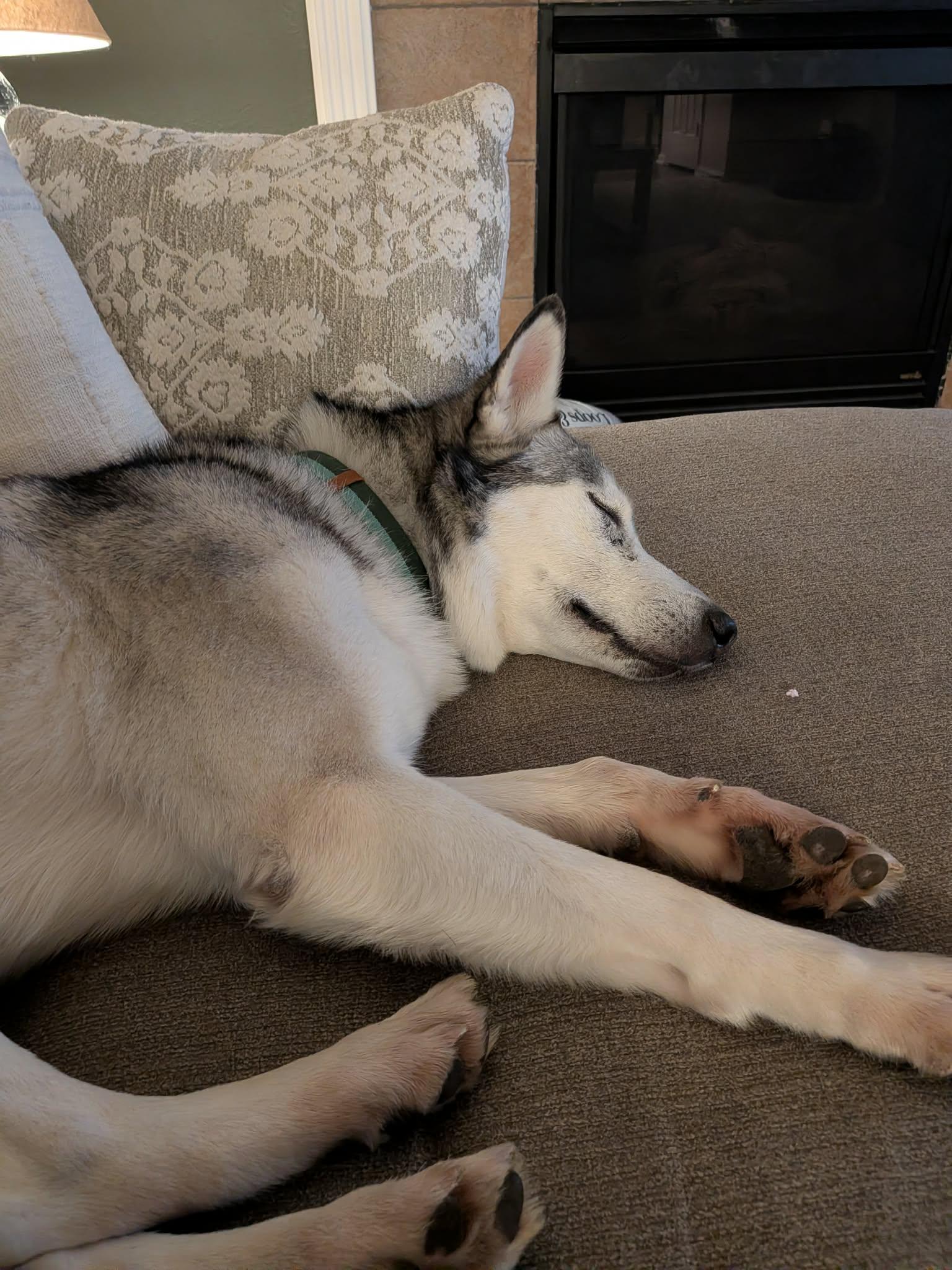 Enlarge Sasha, a ADOPTABLE Husky in Colorado Springs, CO image 5/6