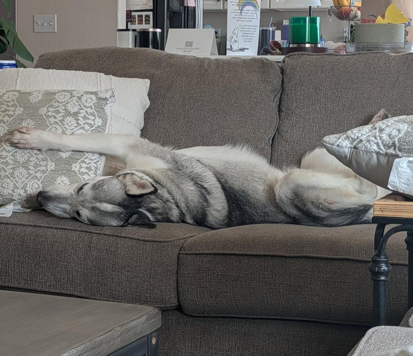 Enlarge Sasha, a ADOPTABLE Husky in Colorado Springs, CO image 2/6