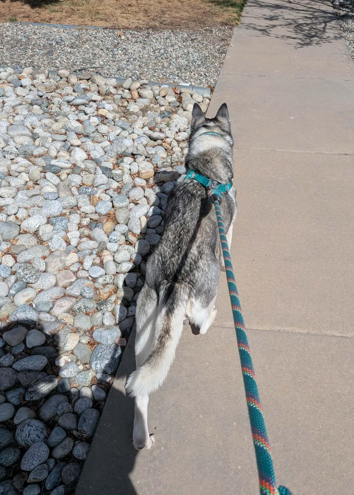 Enlarge Sasha, a ADOPTABLE Husky in Colorado Springs, CO image 4/6