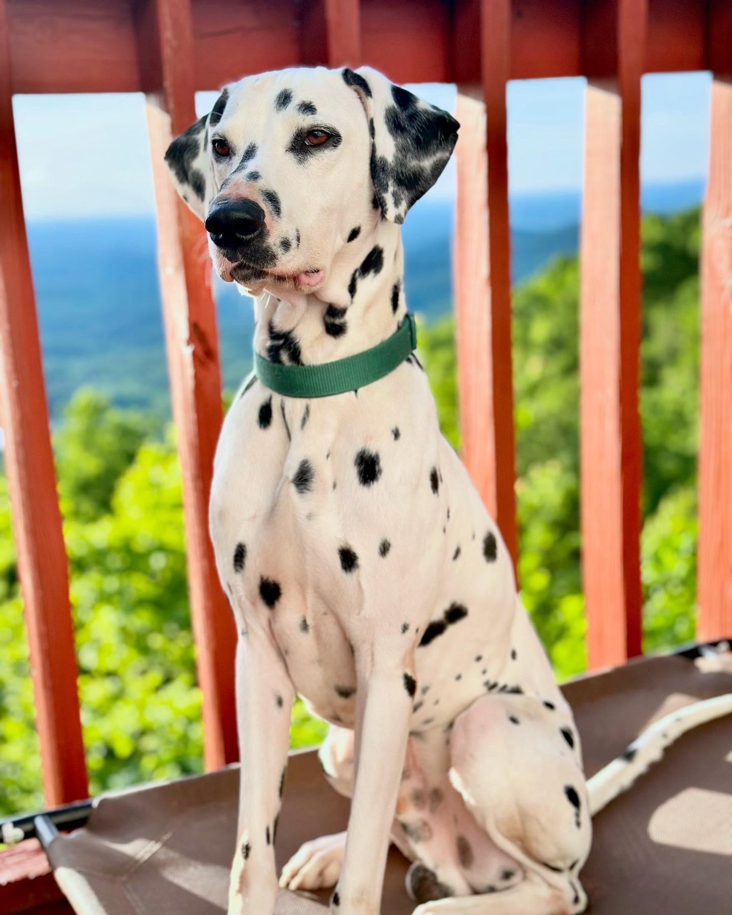 Enlarge BENNETT, a Adopted Dalmatian in Ranger, GA image 1/3