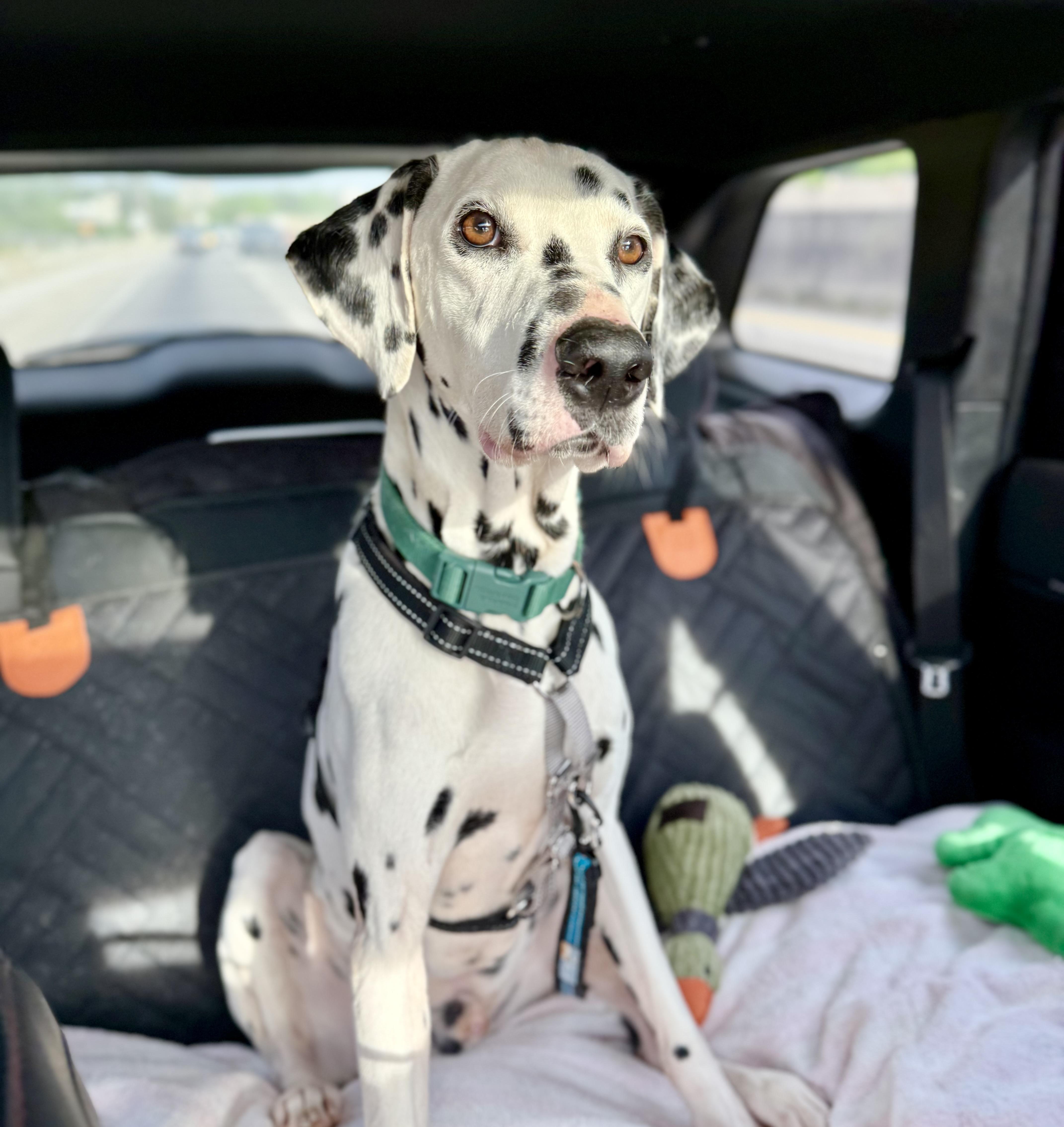 Enlarge BENNETT, a Adopted Dalmatian in Ranger, GA image 3/3
