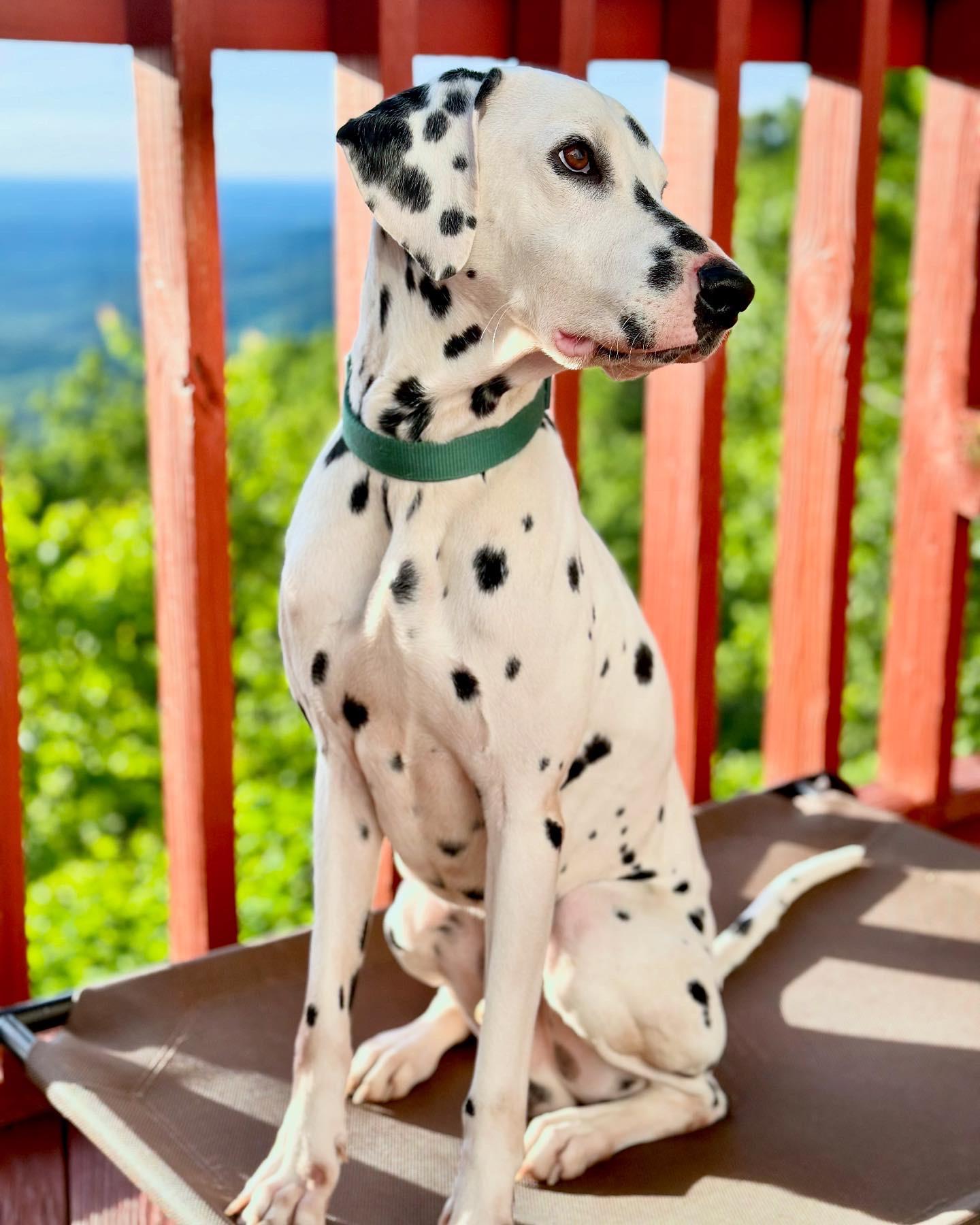 Enlarge BENNETT, a Adopted Dalmatian in Ranger, GA image 2/3