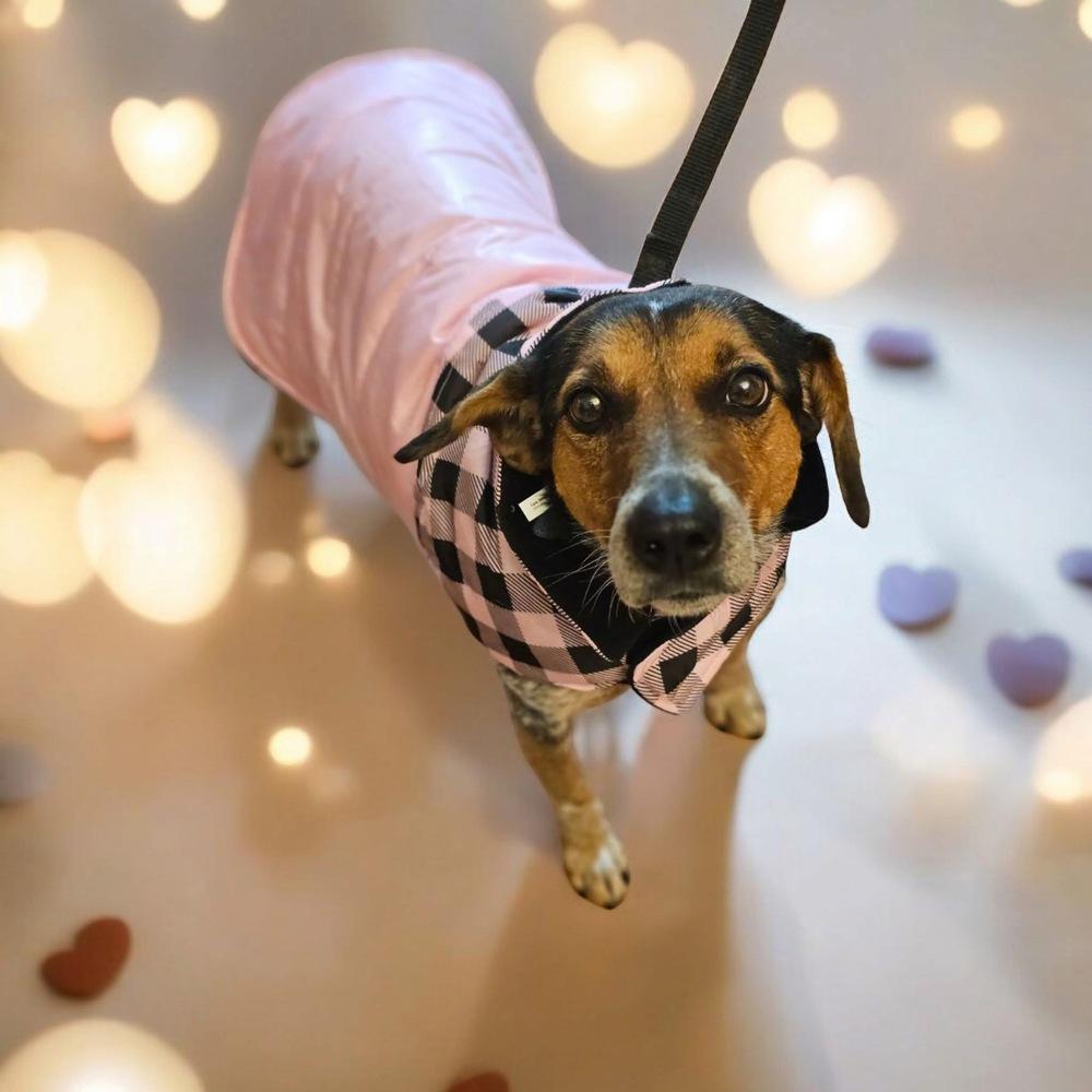 Enlarge Blue Bell, a Adopted mixed breed in Chattanooga, TN image 1/1