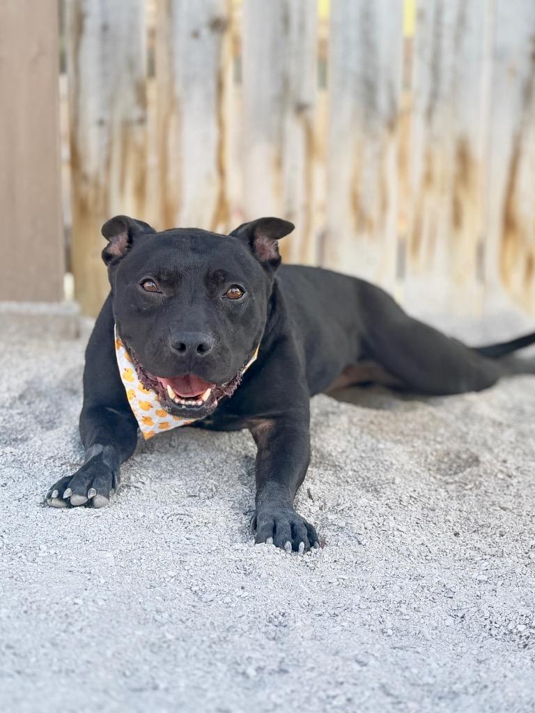 PeeWee, Adoptable, Adult Male American Bulldog & Mixed Breed.