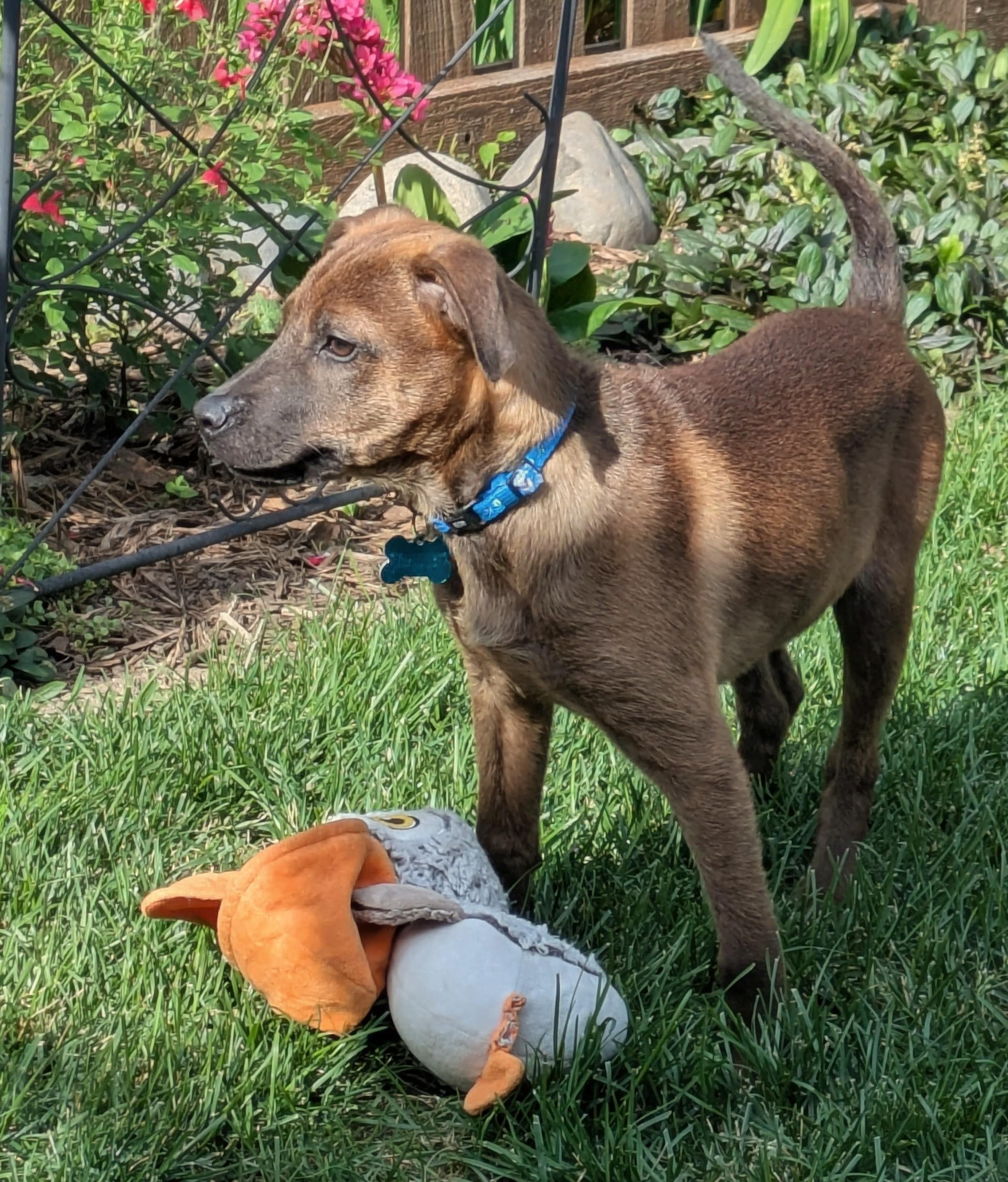 Enlarge Delia, an adoptable mixed breed in Minneapolis, MN image 4/6