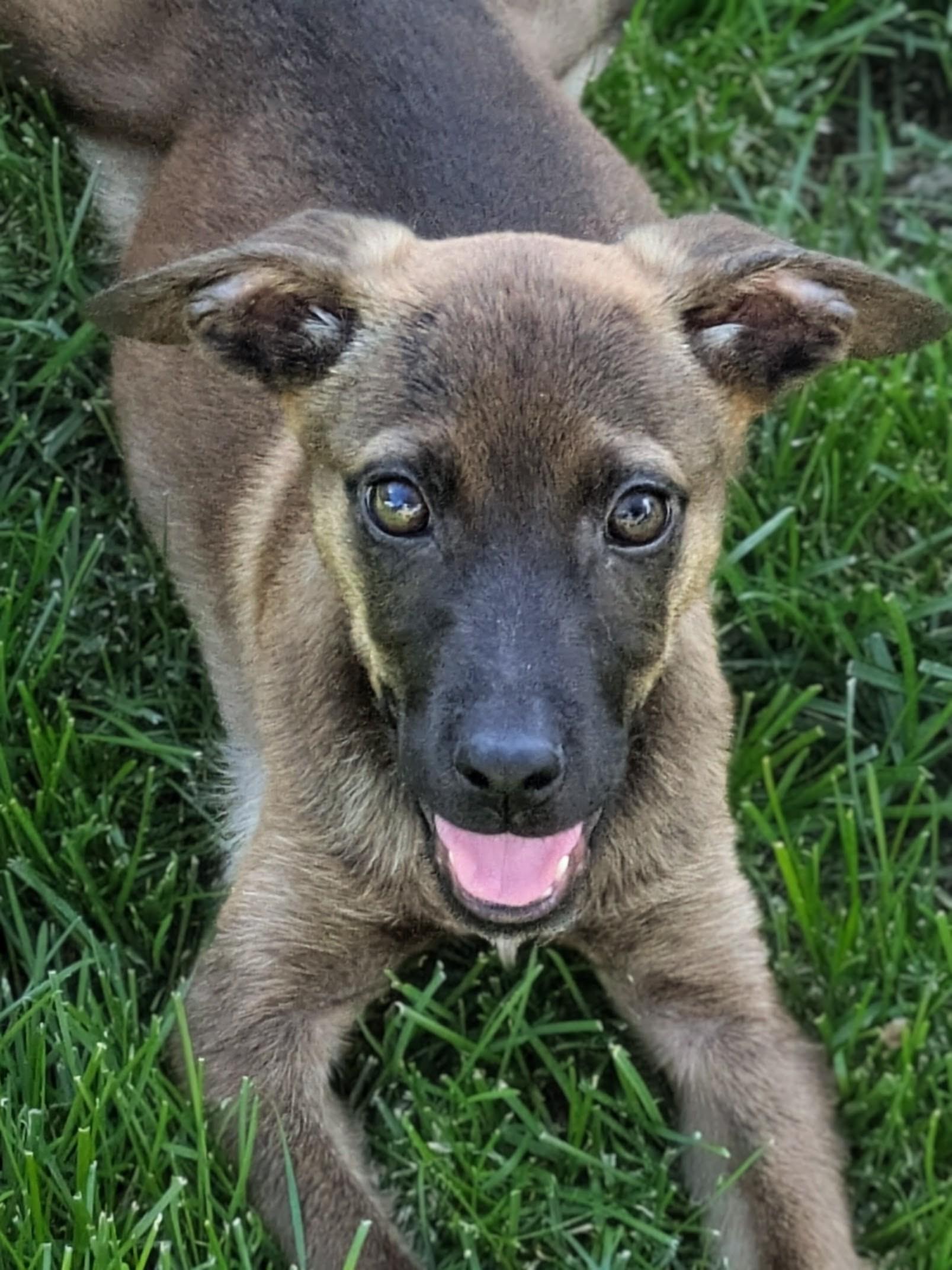 Delia, adoptable, Puppy Female Shepherd & Mixed Breed.