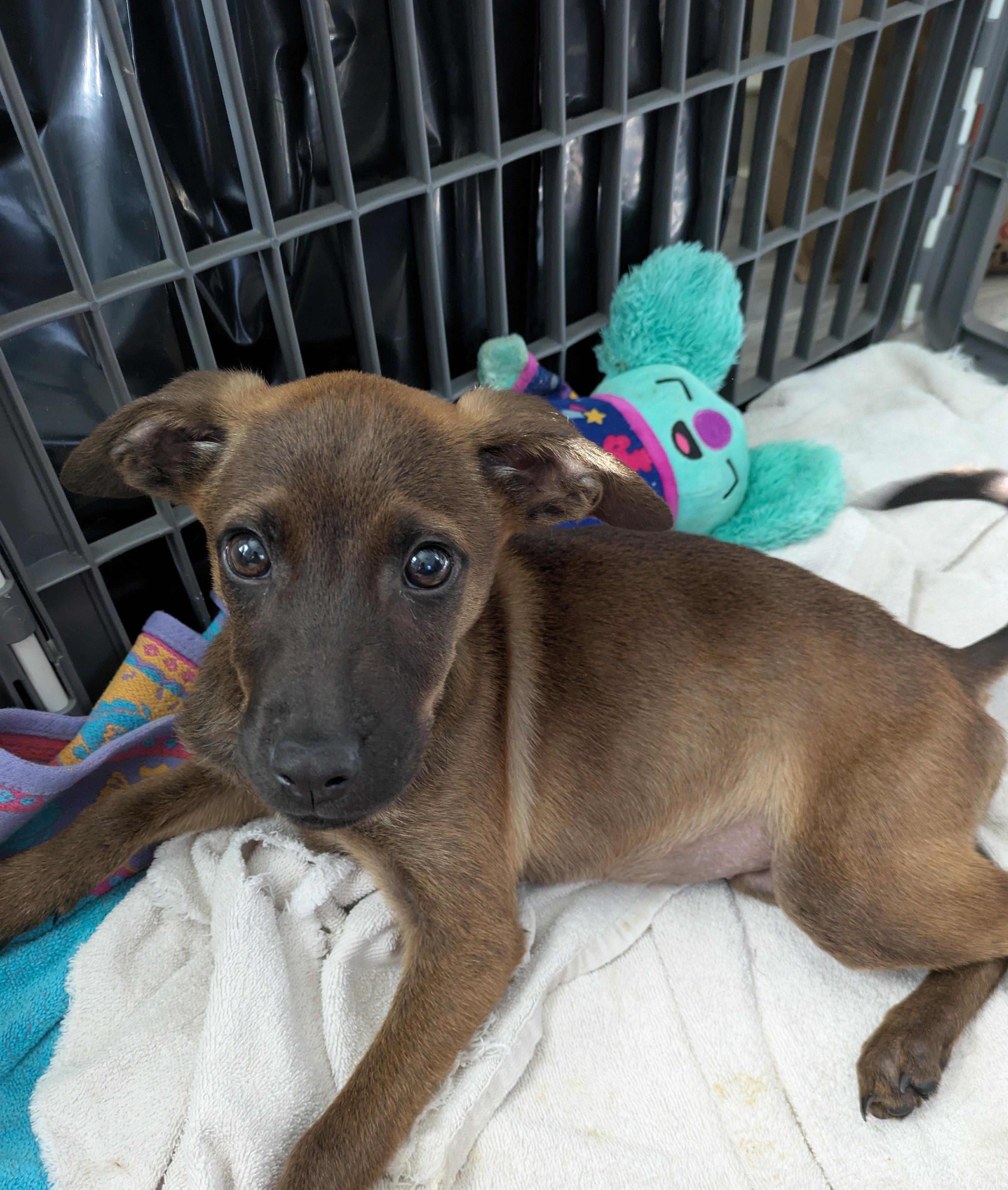 Enlarge Delia, an adoptable mixed breed in Minneapolis, MN image 3/6