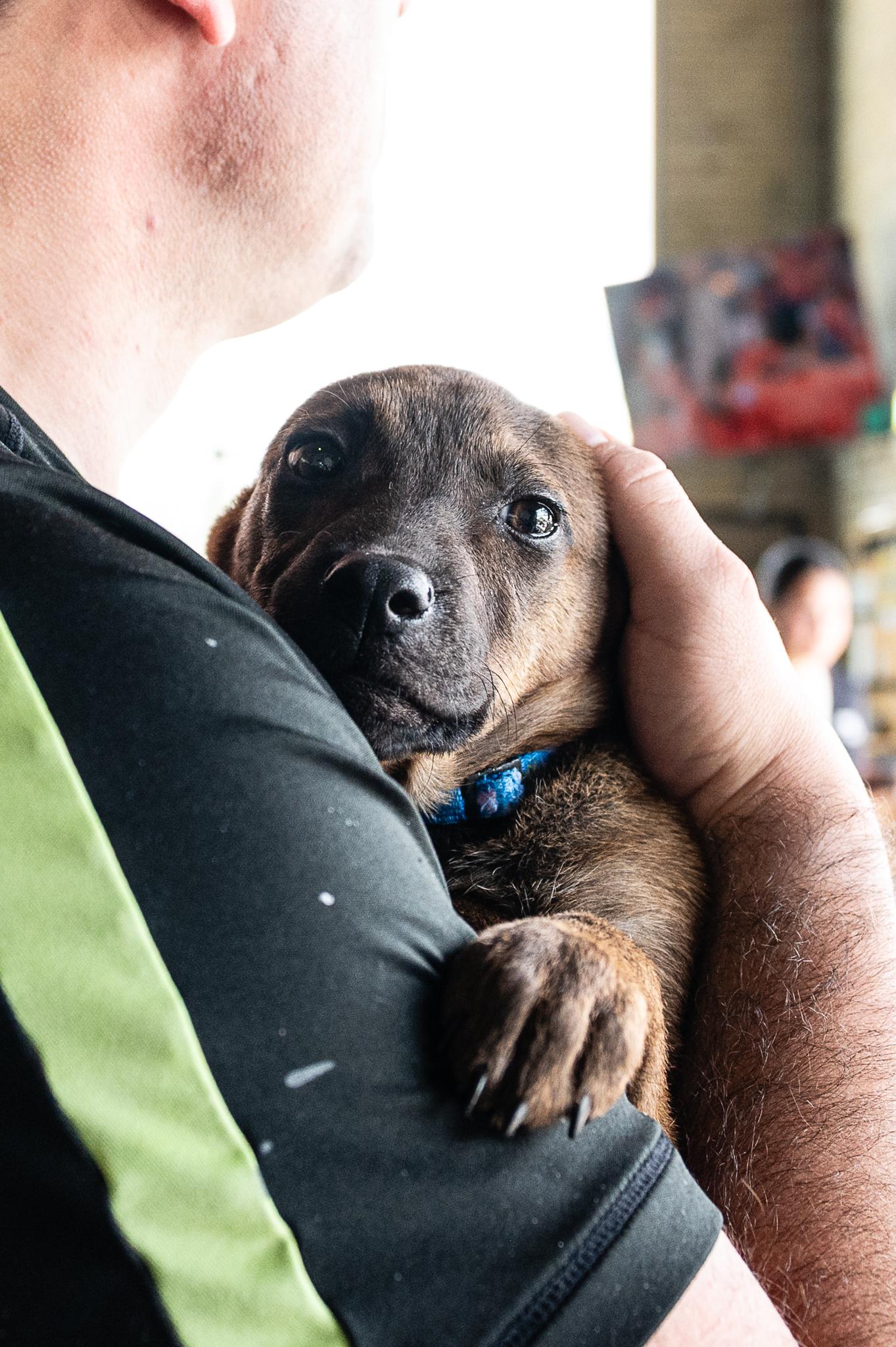 Enlarge Delia, an adoptable mixed breed in Minneapolis, MN image 5/6