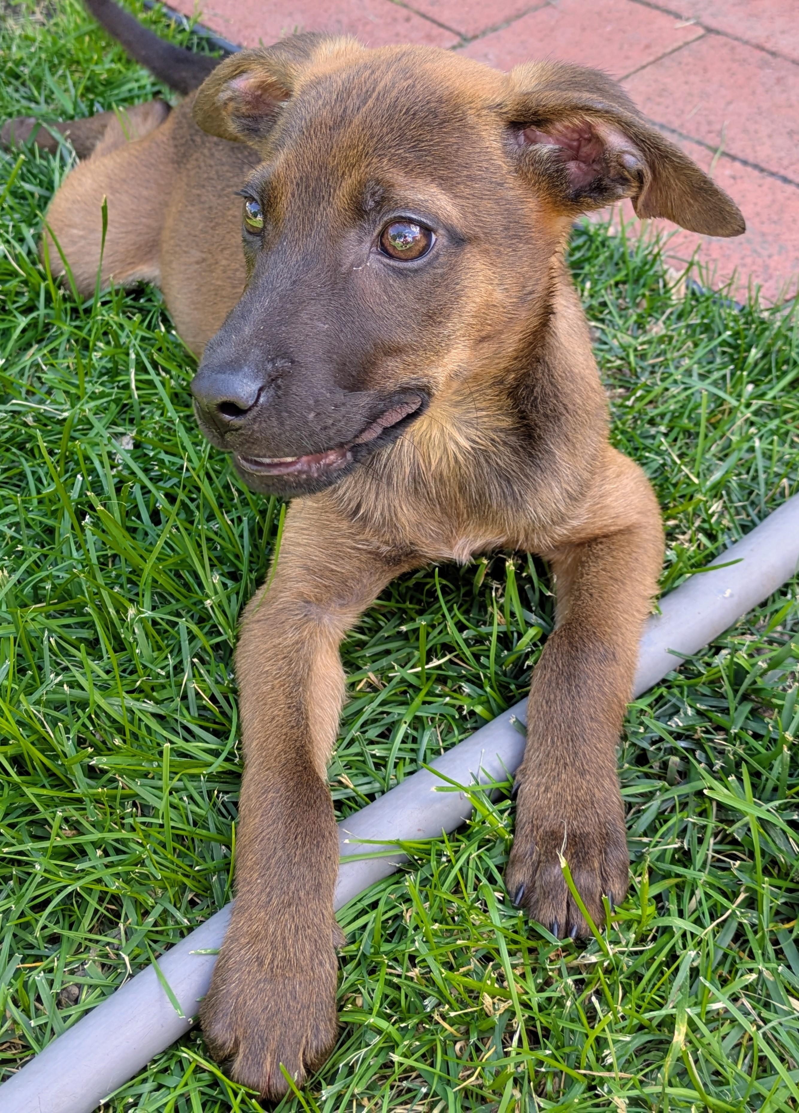 Enlarge Delia, an adoptable mixed breed in Minneapolis, MN image 2/6