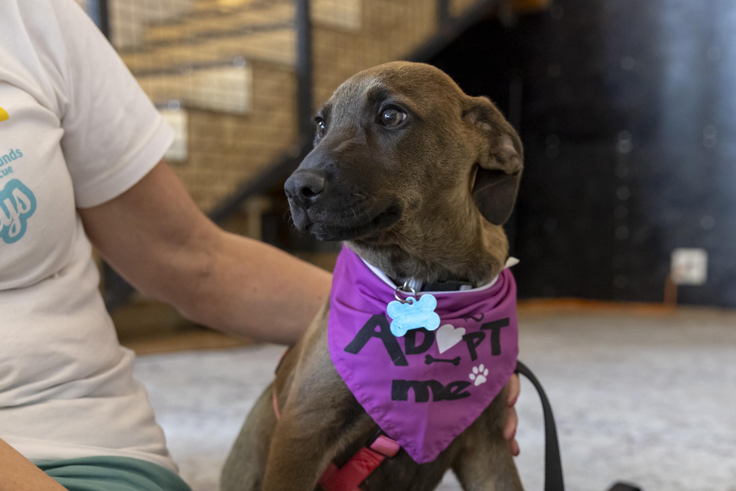 Enlarge Delia, an adoptable mixed breed in Minneapolis, MN image 6/6
