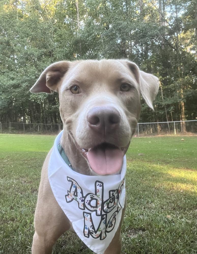 Slim Jim, Adoptable, Young Male Terrier.