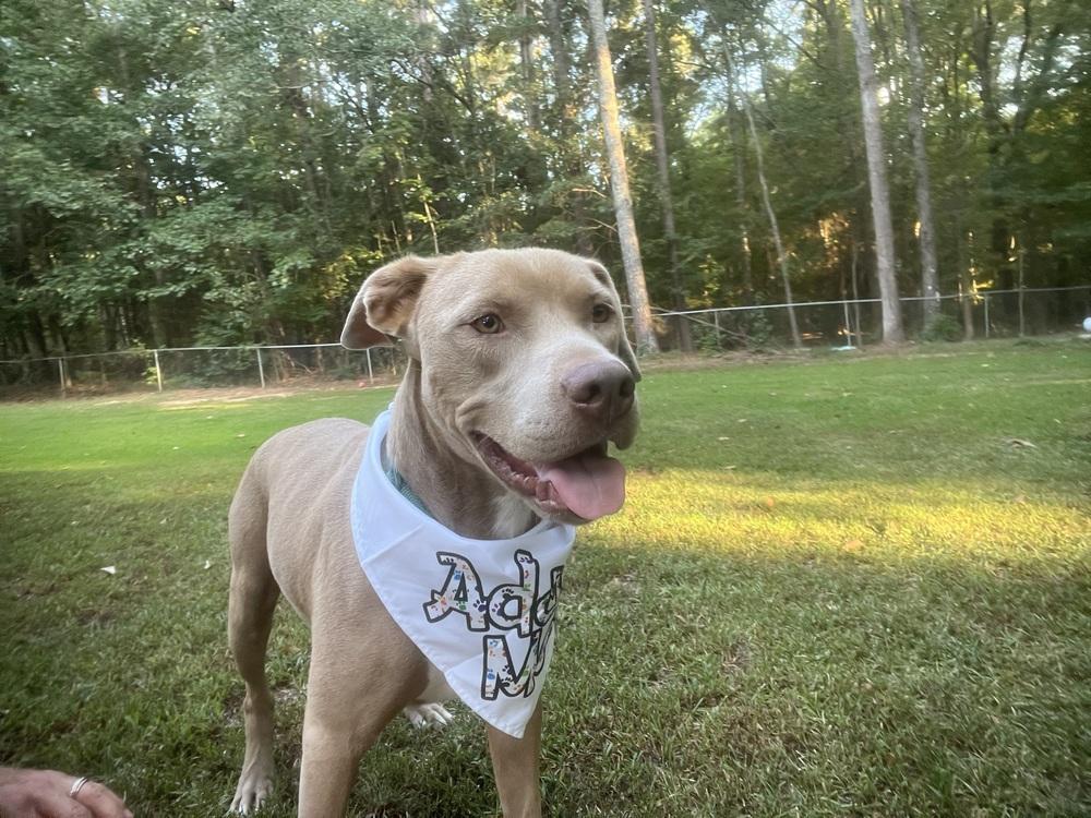 Enlarge Slim Jim, a Adoptable mixed breed in Hartwell, GA image 3/3