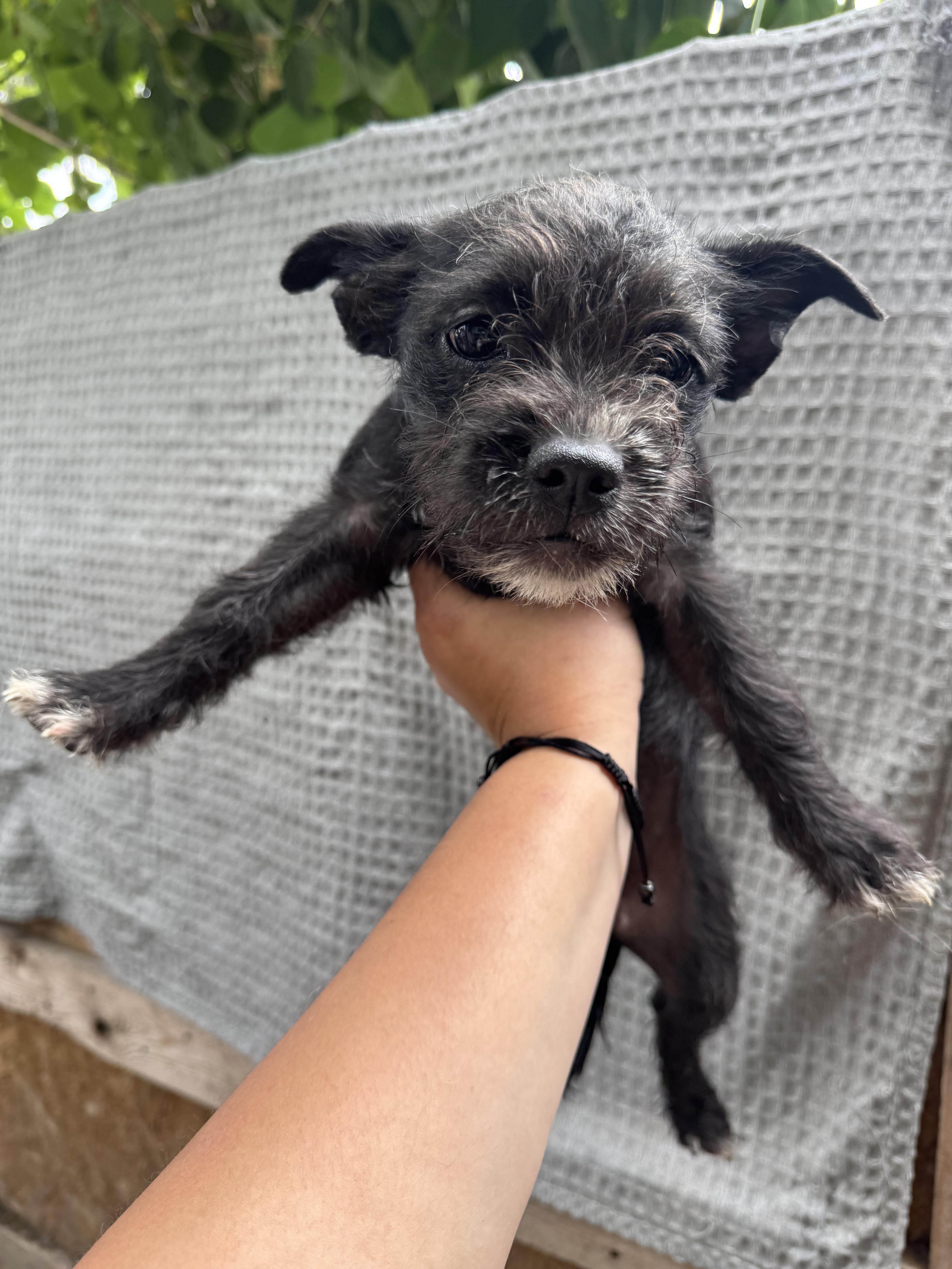 Rex, ADOPTABLE, Puppy Female Terrier & Poodle.