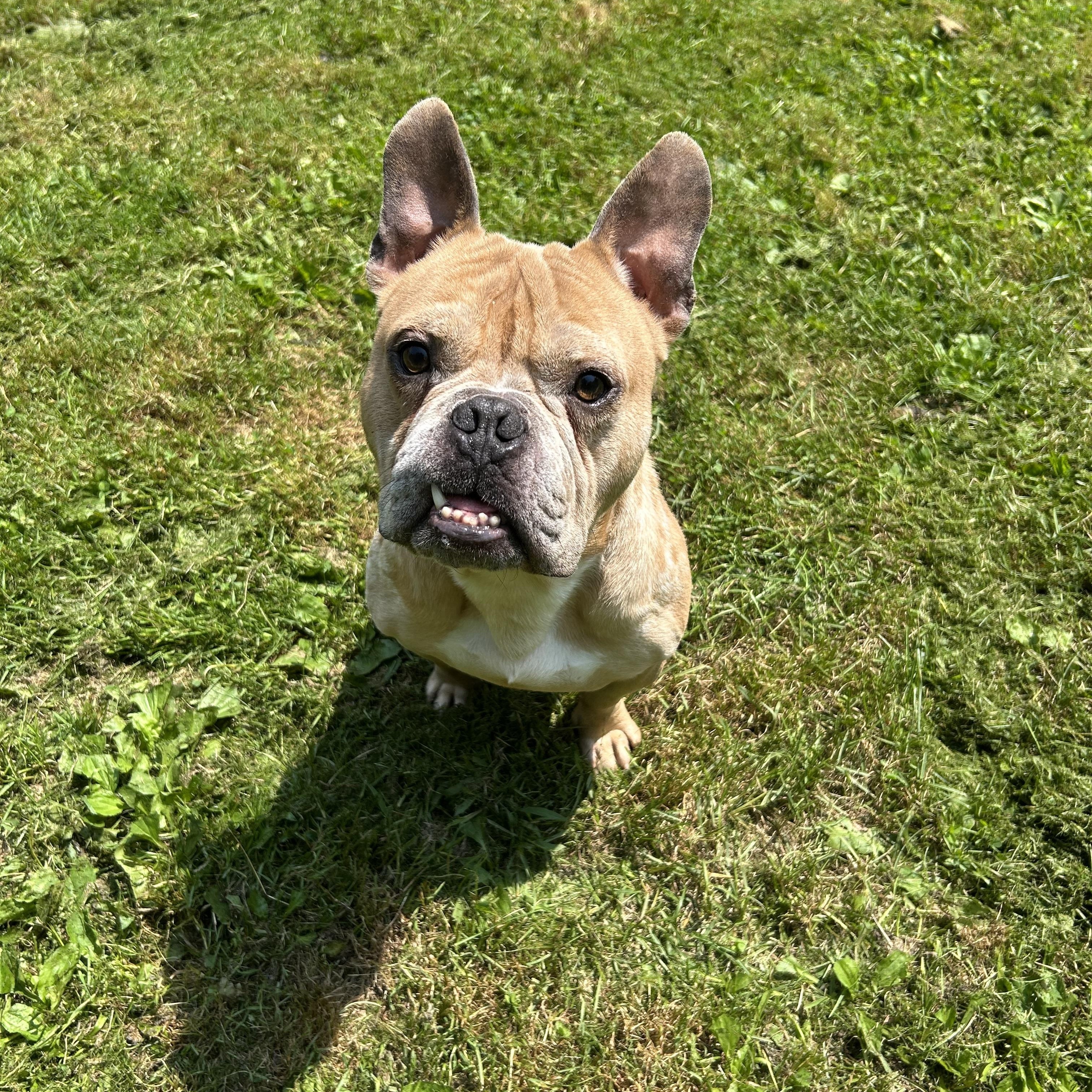 Enlarge Ravioli, a Adoptable mixed breed in Colebrook, CT image 2/4