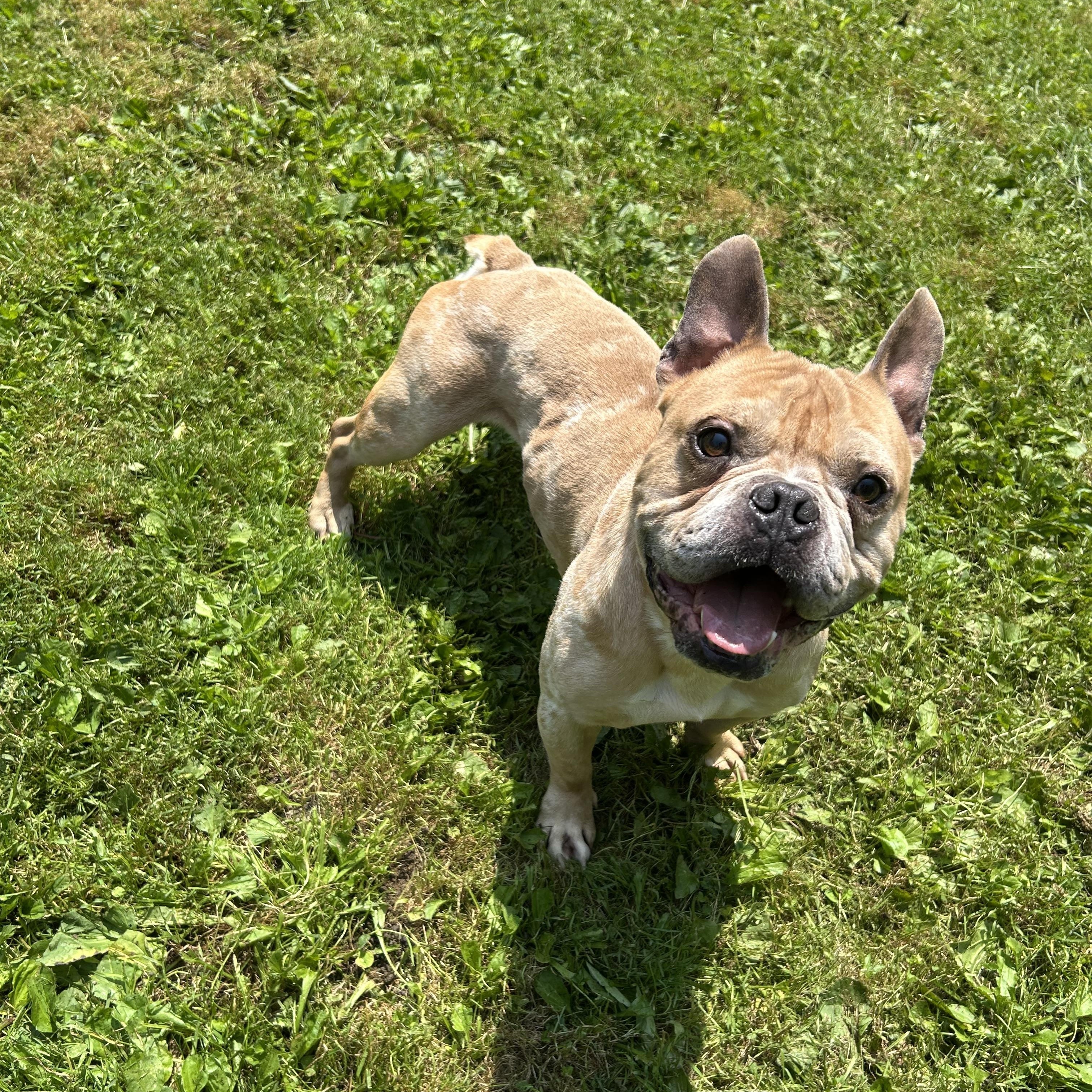 Enlarge Ravioli, a Adoptable mixed breed in Colebrook, CT image 1/4