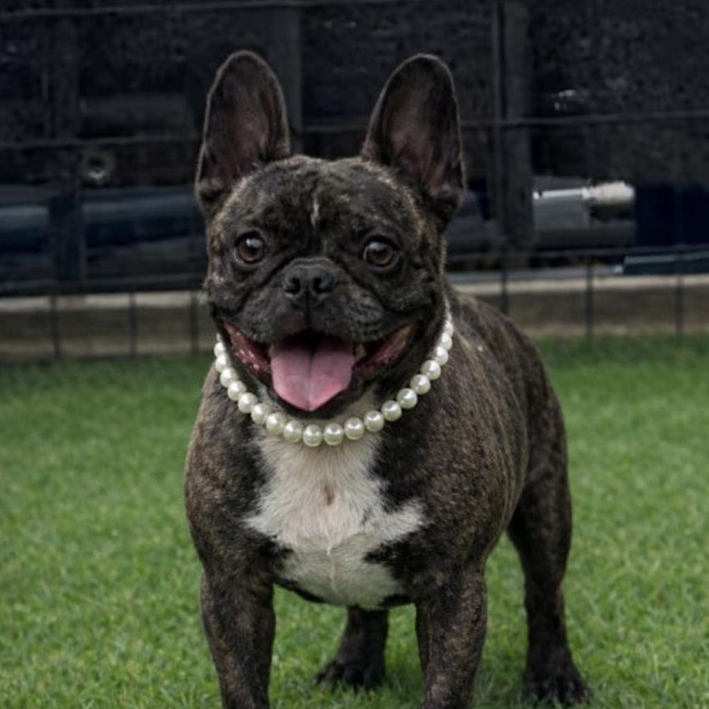 Angelica (IVDD), Adoptable, Adult Female French Bulldog.