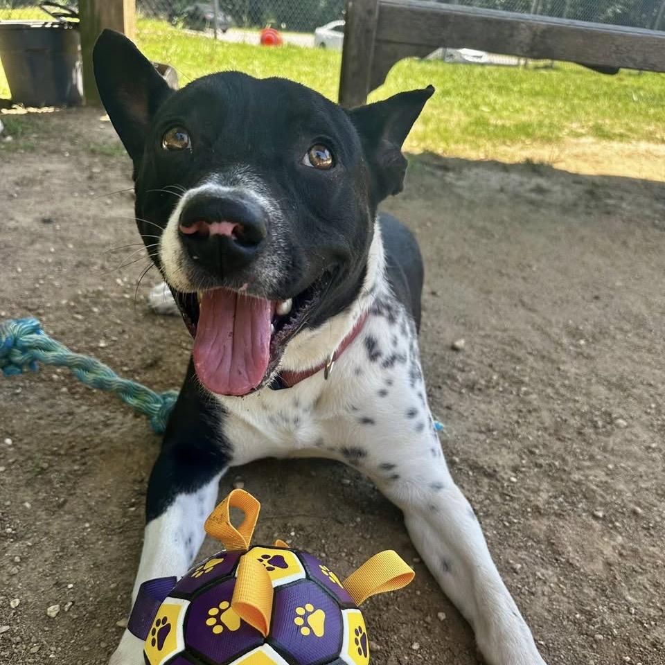 Solomon, a Adoptable Terrier in Montgomery, AL image 1/6