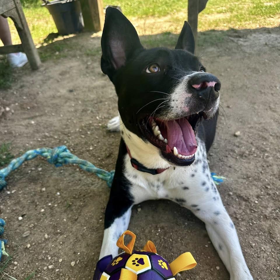 Solomon, a Adoptable Terrier in Montgomery, AL image 2/6