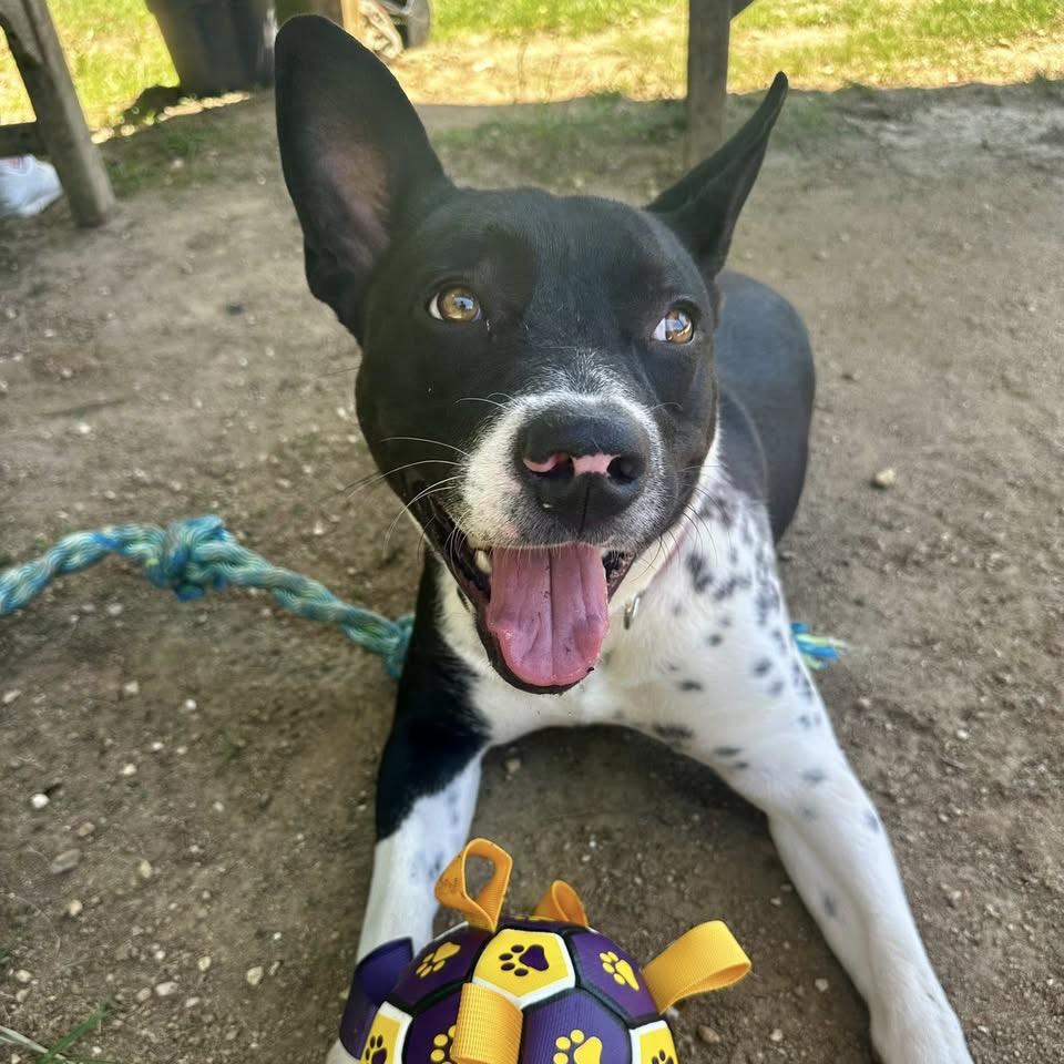 Solomon, a Adoptable Terrier in Montgomery, AL image 3/6