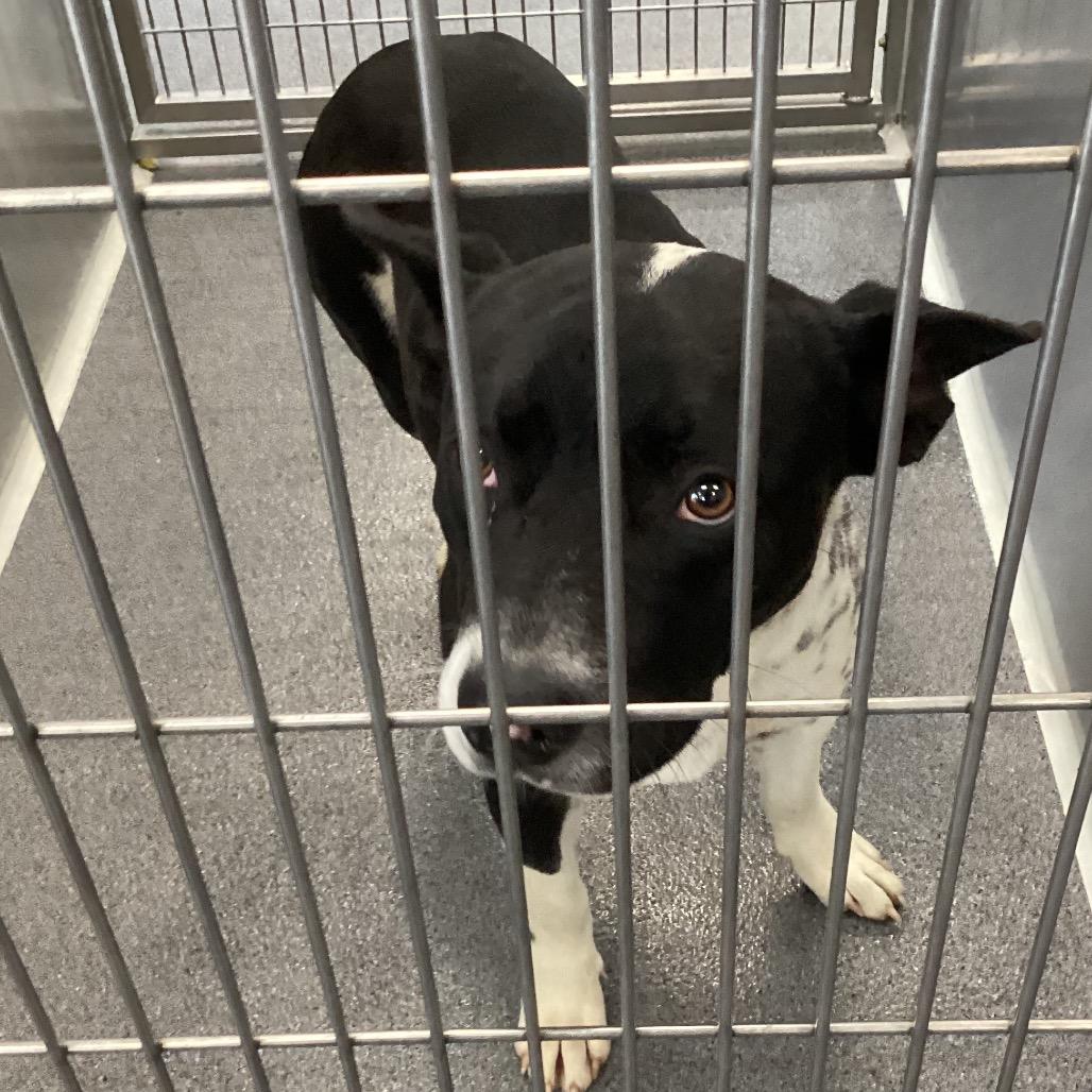 Solomon, Adoptable, Adult Male Terrier.