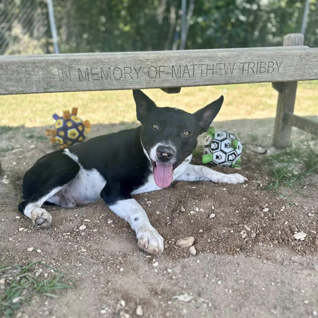 Solomon, a Adoptable Terrier in Montgomery, AL image 5/6