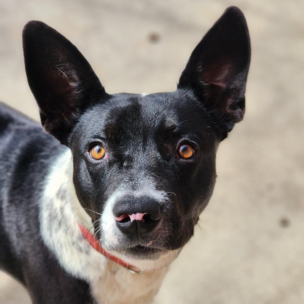 Enlarge Solomon, a Adoptable Terrier in Montgomery, AL image 2/2
