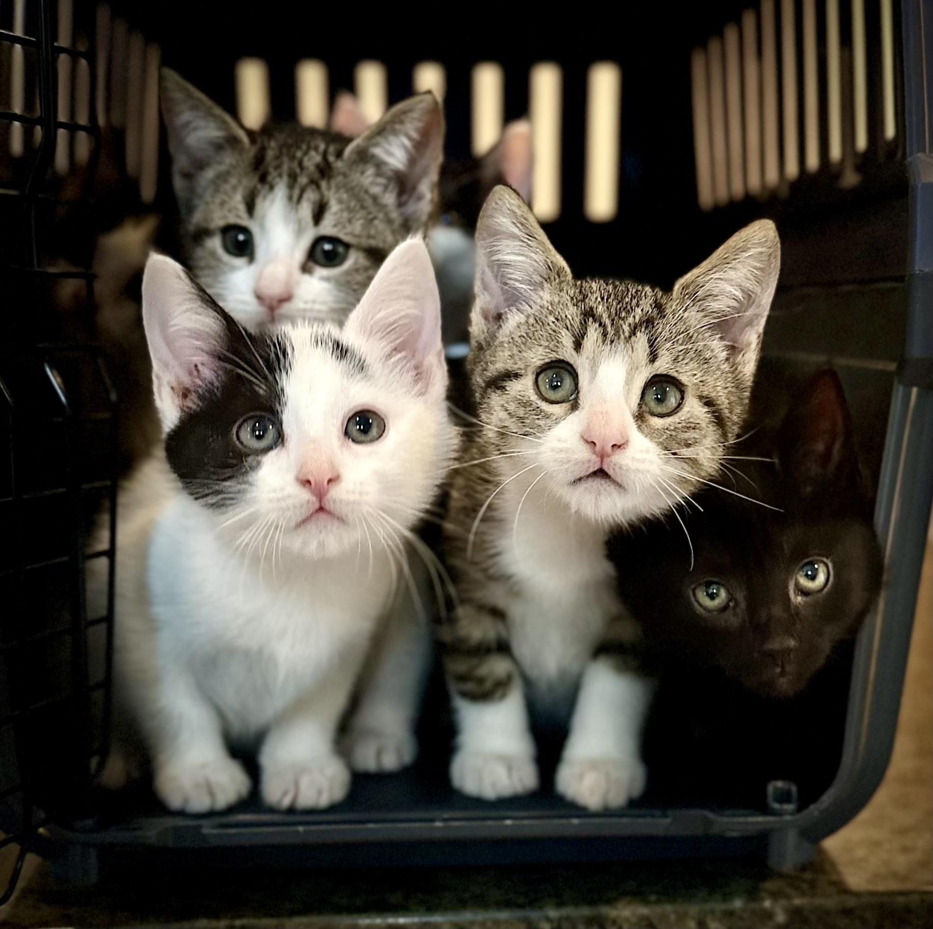 Nut, a ADOPTABLE Domestic Short Hair in Bethel, CT image 4/6