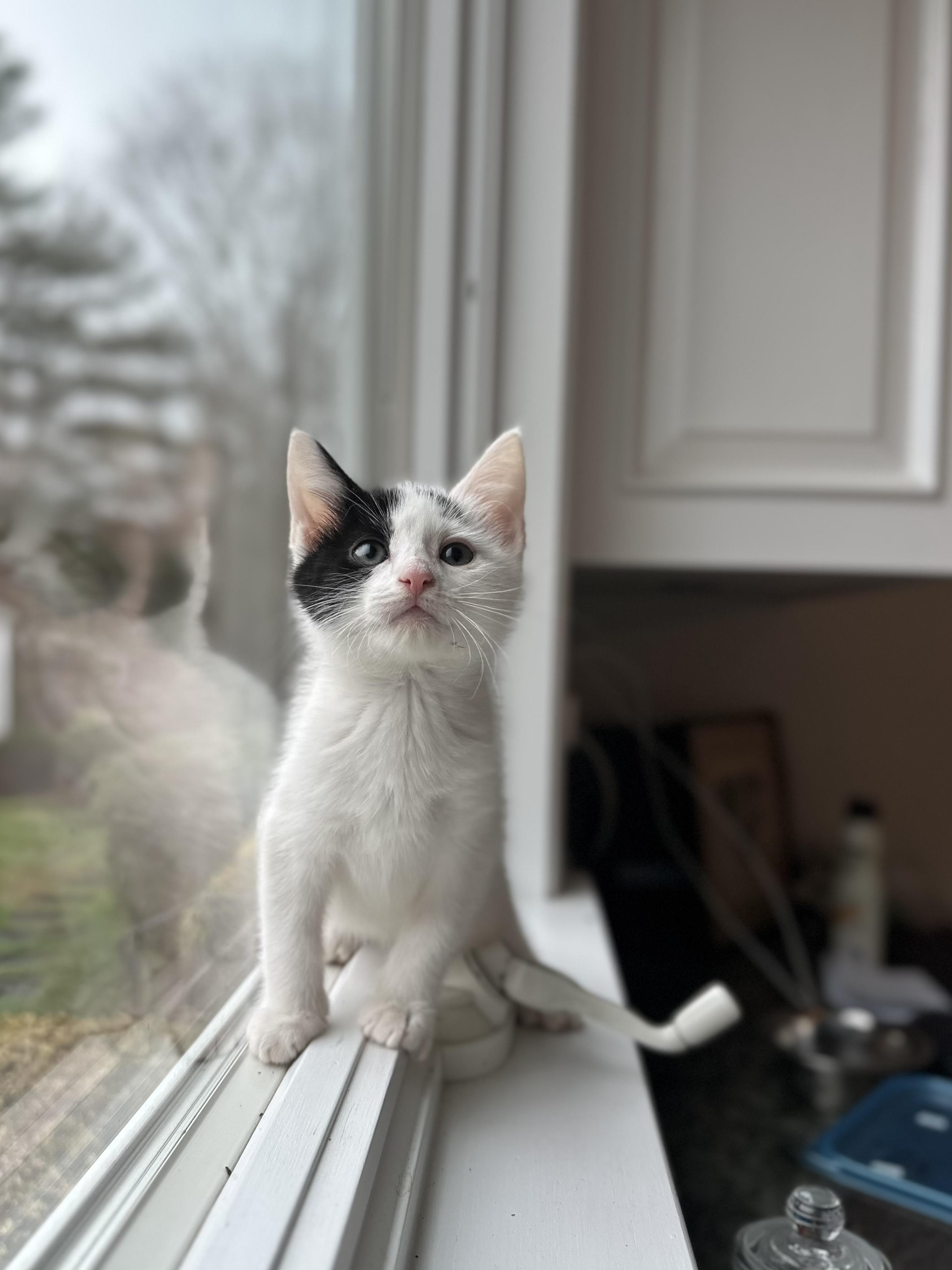 Nut, a ADOPTABLE Domestic Short Hair in Bethel, CT image 5/6