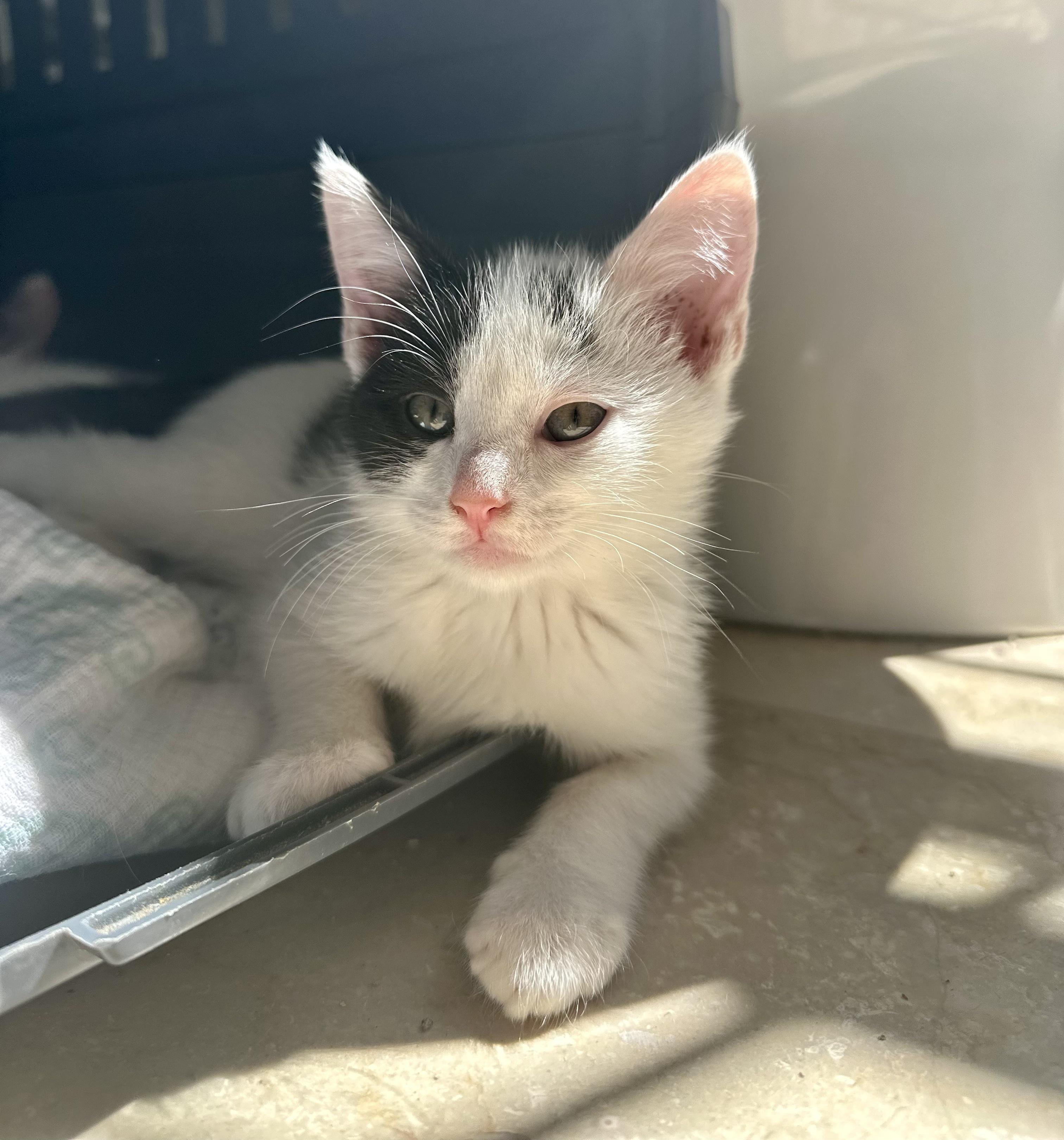 Nut, a ADOPTABLE Domestic Short Hair in Bethel, CT image 2/6