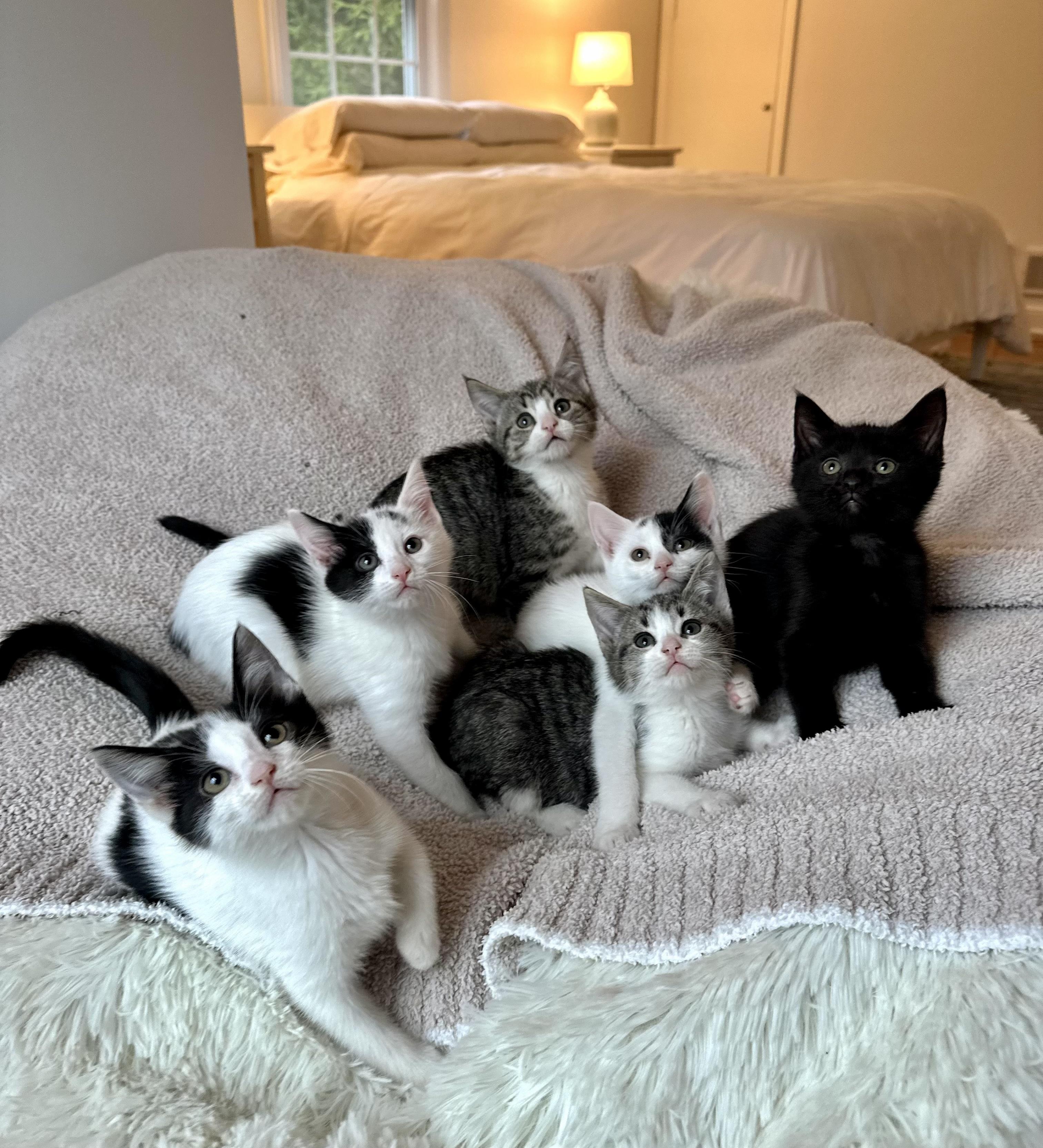 Nut, a ADOPTABLE Domestic Short Hair in Bethel, CT image 6/6