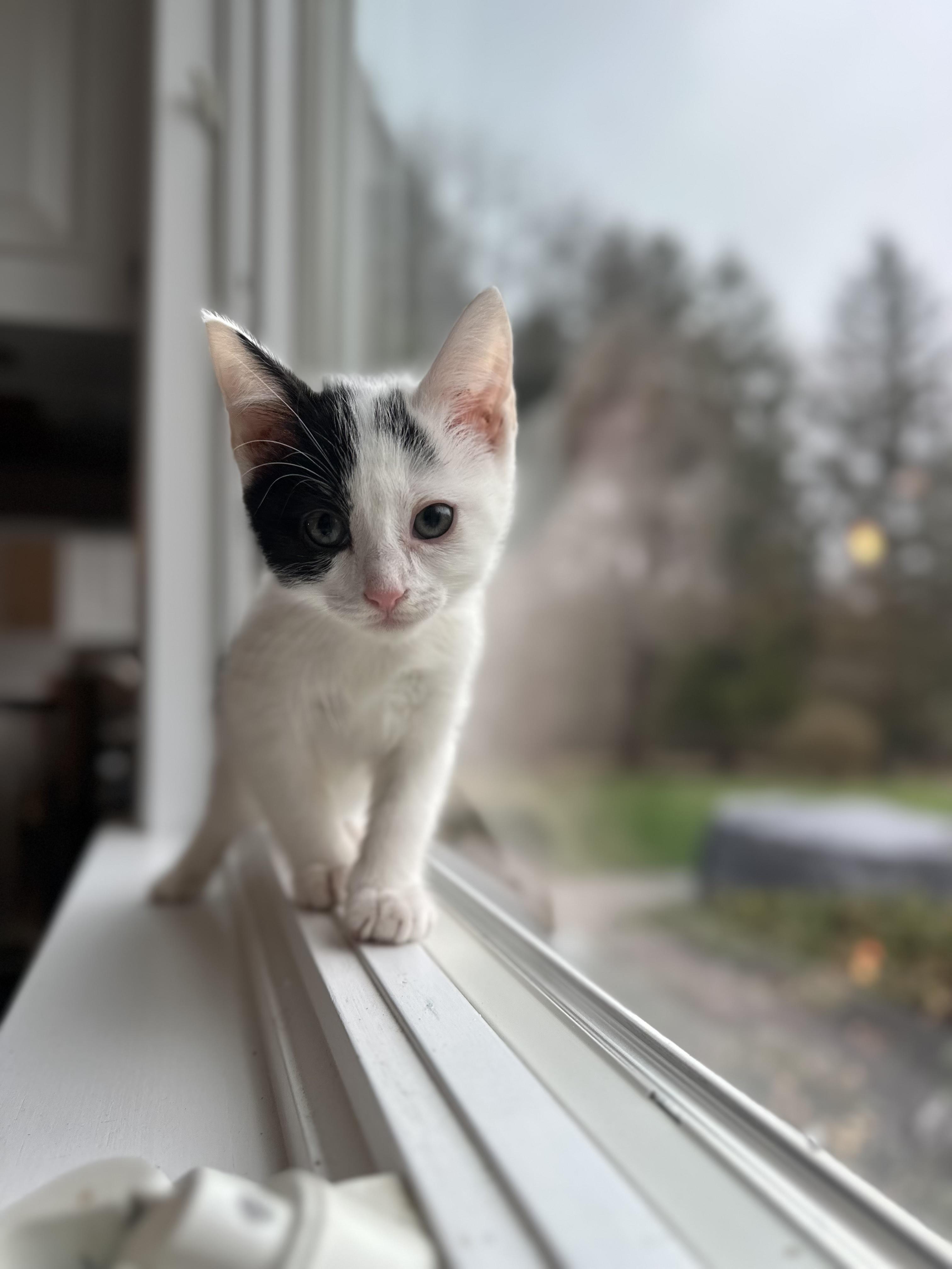 Nut, a ADOPTABLE Domestic Short Hair in Bethel, CT image 3/6