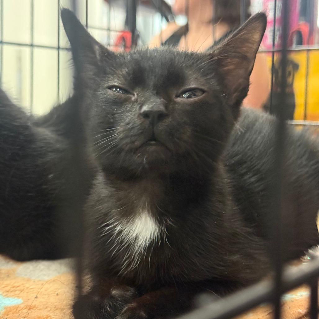 Enlarge Fred Astaire, a Adoptable Domestic Short Hair in Wilmington, NC image 5/6