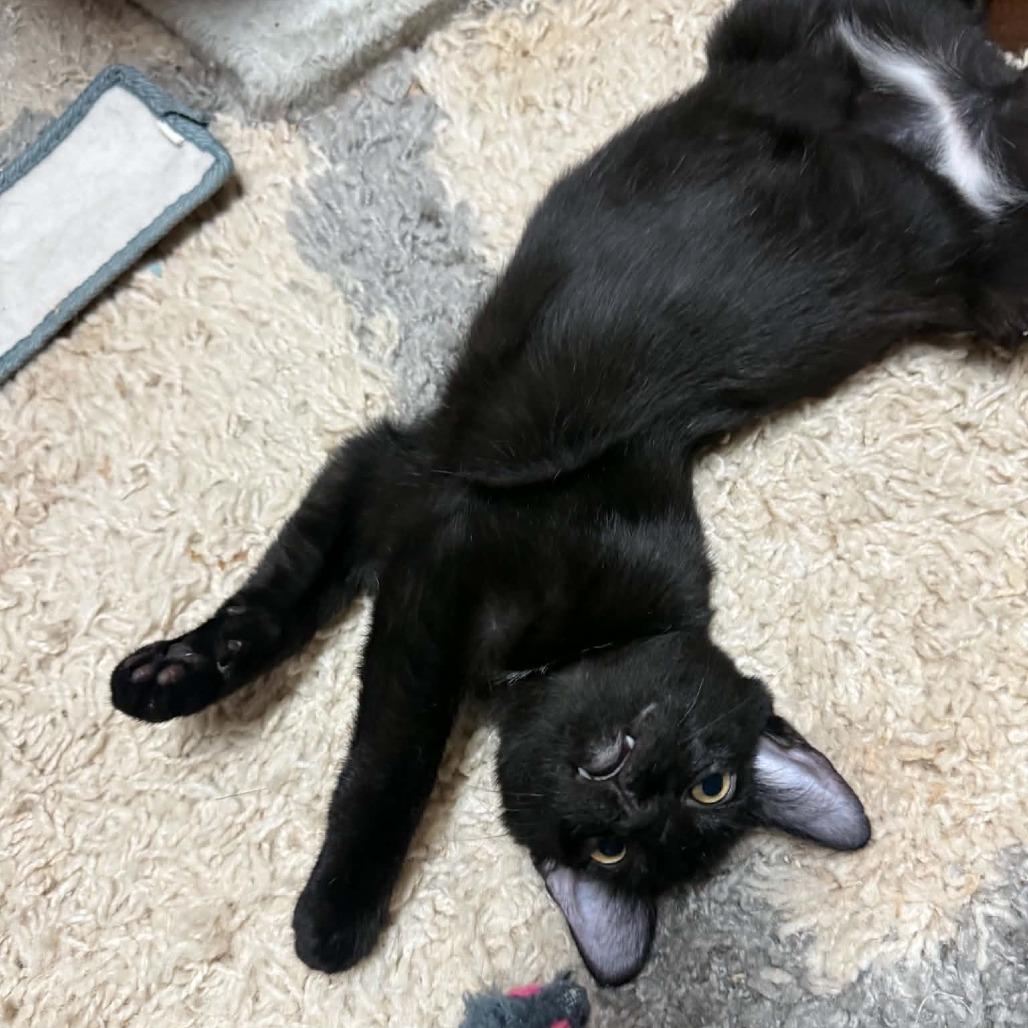 Enlarge Fred Astaire, a Adoptable Domestic Short Hair in Wilmington, NC image 3/6