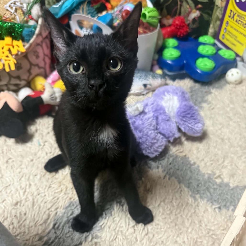 Enlarge Fred Astaire, a Adoptable Domestic Short Hair in Wilmington, NC image 2/6