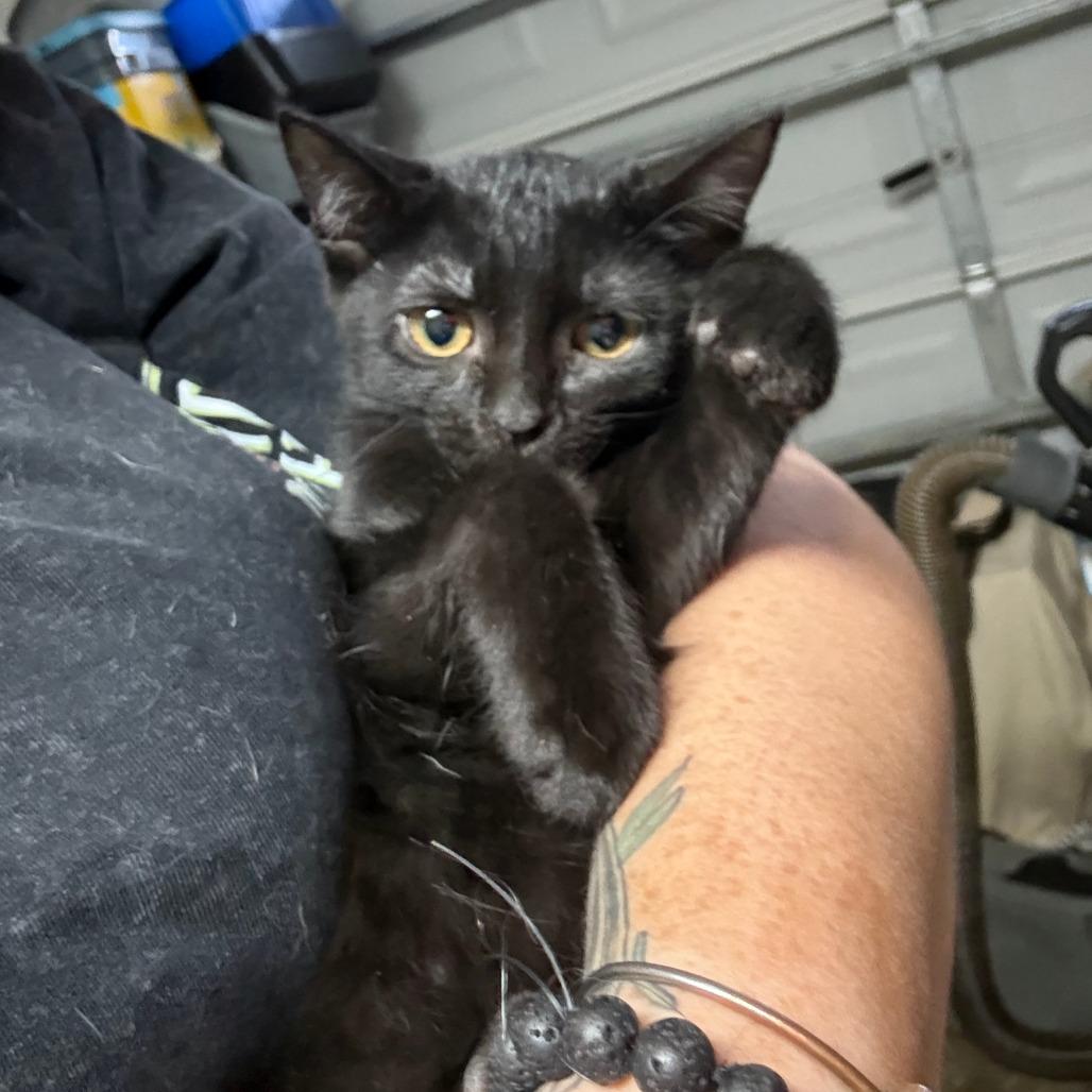 Enlarge Fred Astaire, a Adoptable Domestic Short Hair in Wilmington, NC image 6/6