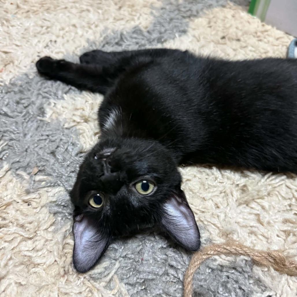 Fred Astaire, Adoptable, Kitten Male Domestic Short Hair.